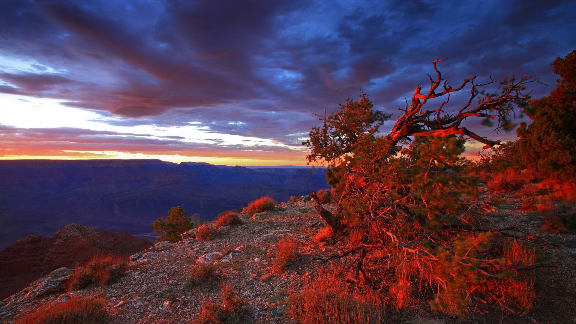 sunset, point, USA, Arizona, Grand Canyon, National Park, bushes - desktop wallpaper