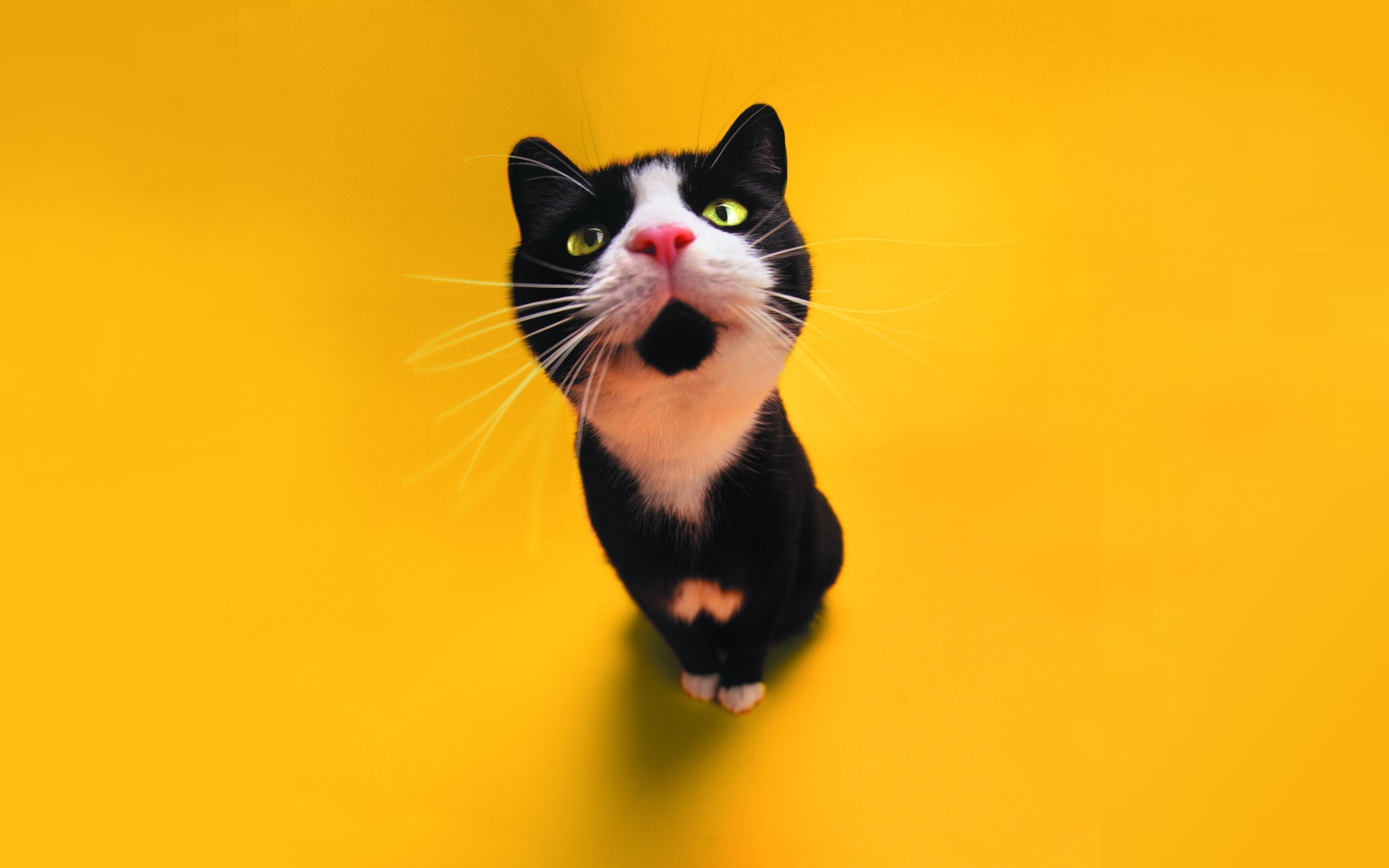 yellow, cats - desktop wallpaper
