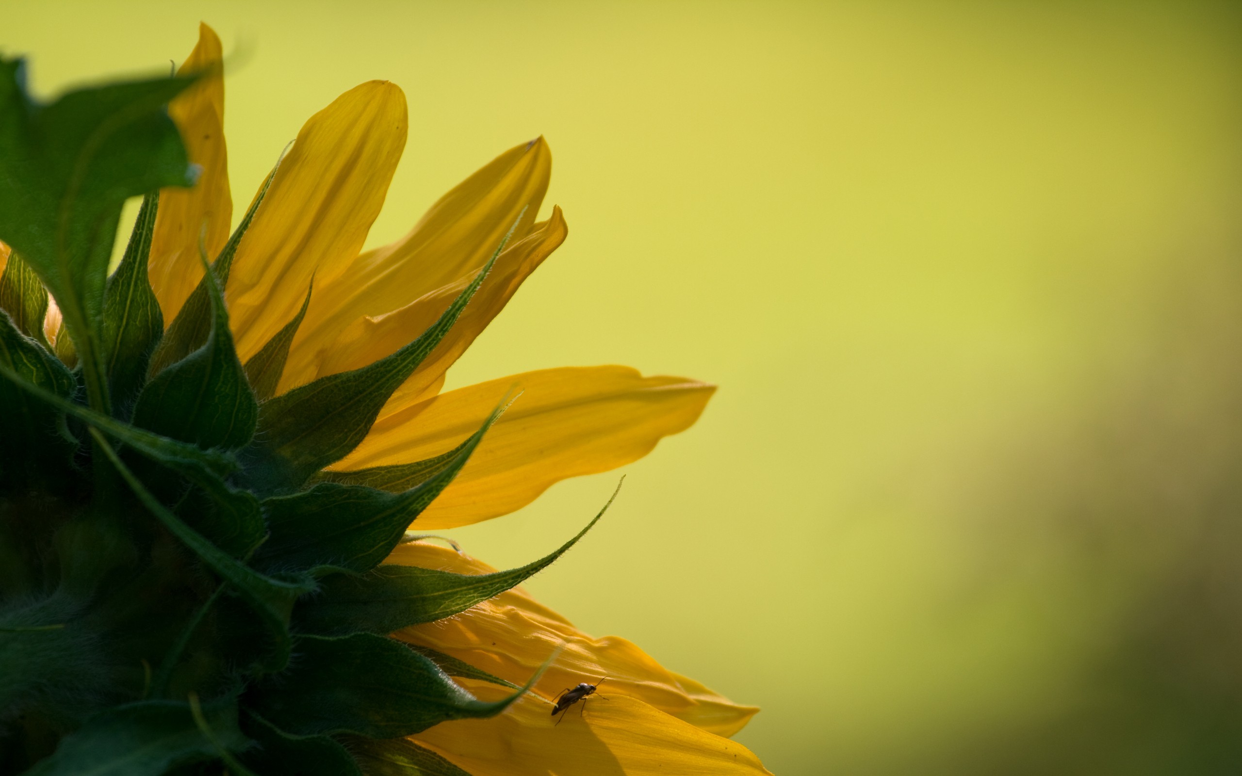 flowers, insects, macro, sunflowers - desktop wallpaper