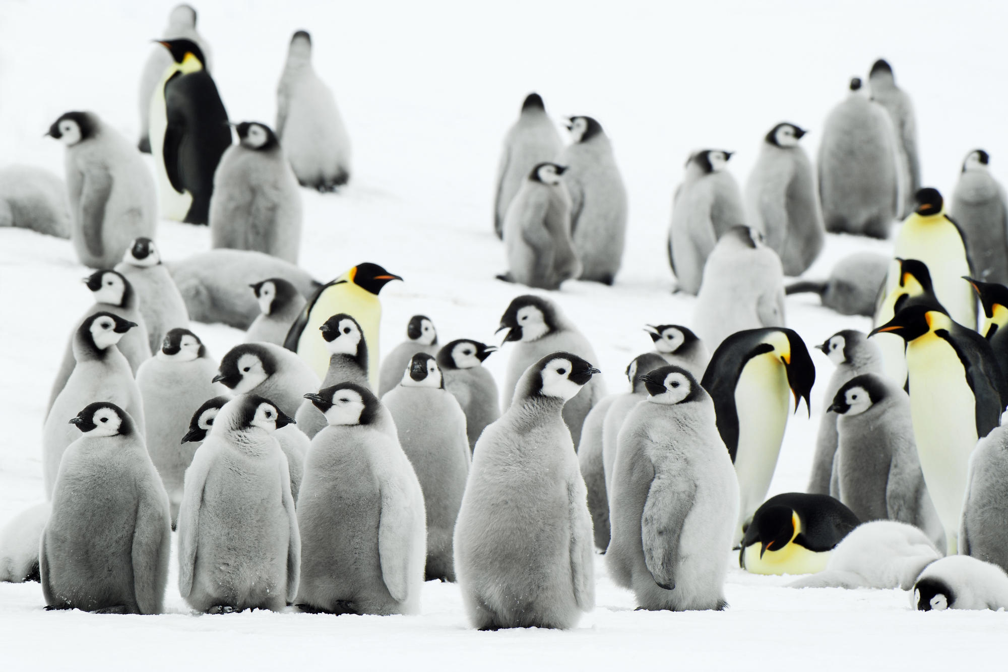 snow, penguins - desktop wallpaper