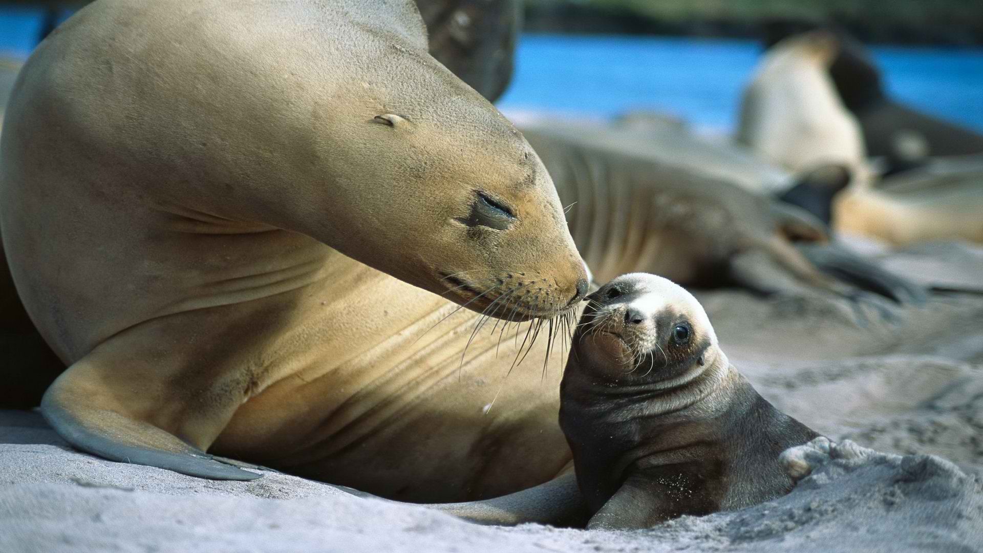 New Zealand, Auckland, sea lions - desktop wallpaper