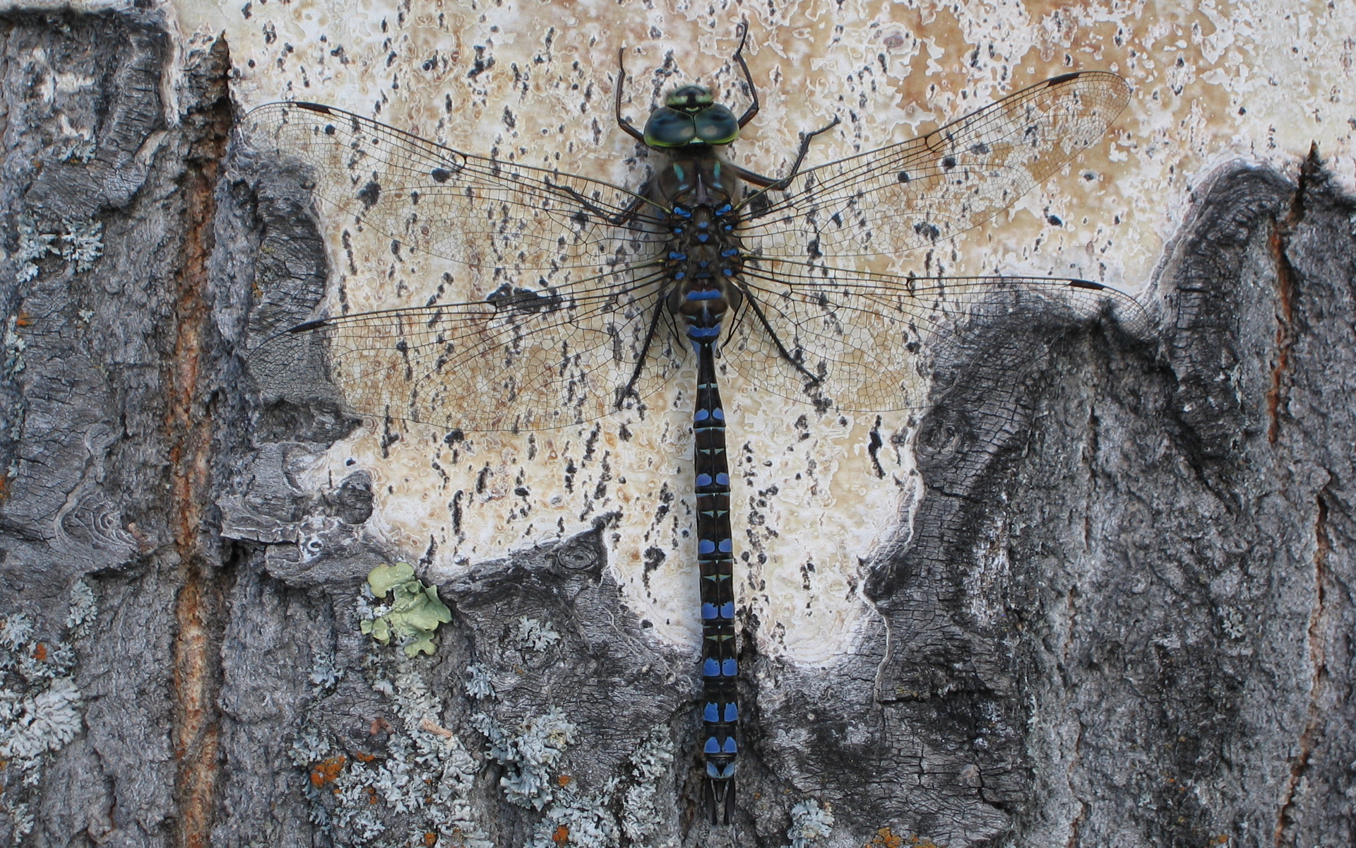 nature, animals, insects, dragonflies - desktop wallpaper