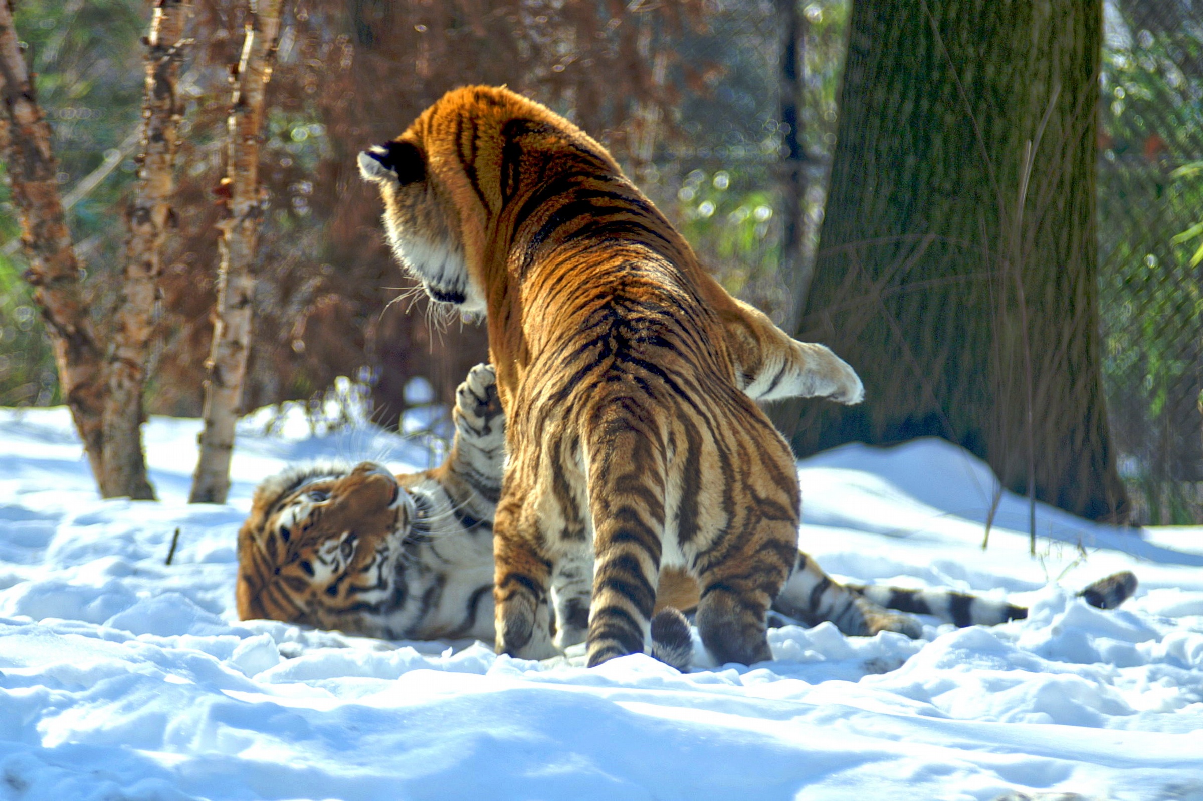 Дикие амурские тигры. Уссурийский тигр и Амурский тигр. Амурский (Уссурийский) тигр. Амурский Сибирский тигр. Уссурийский (Амурский) тигр Уссурийский (Амурский) тигр.