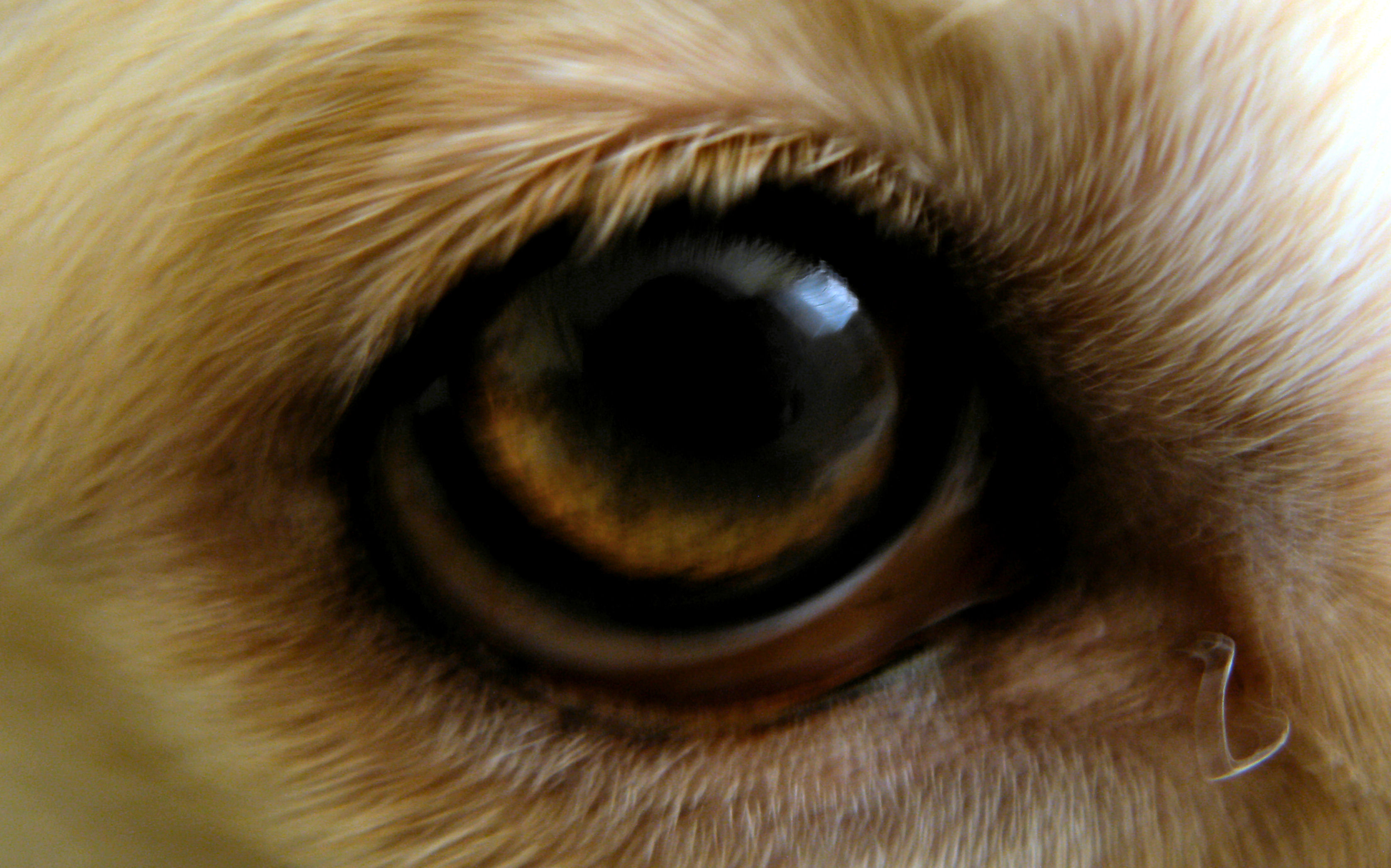 eyes, cats - desktop wallpaper