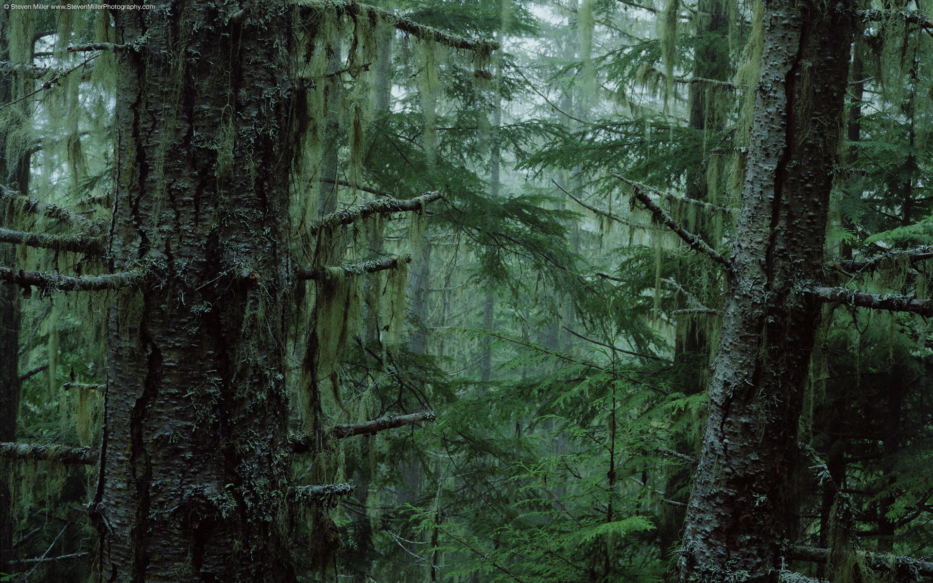 nature, trees, forests, outdoors, moss - desktop wallpaper