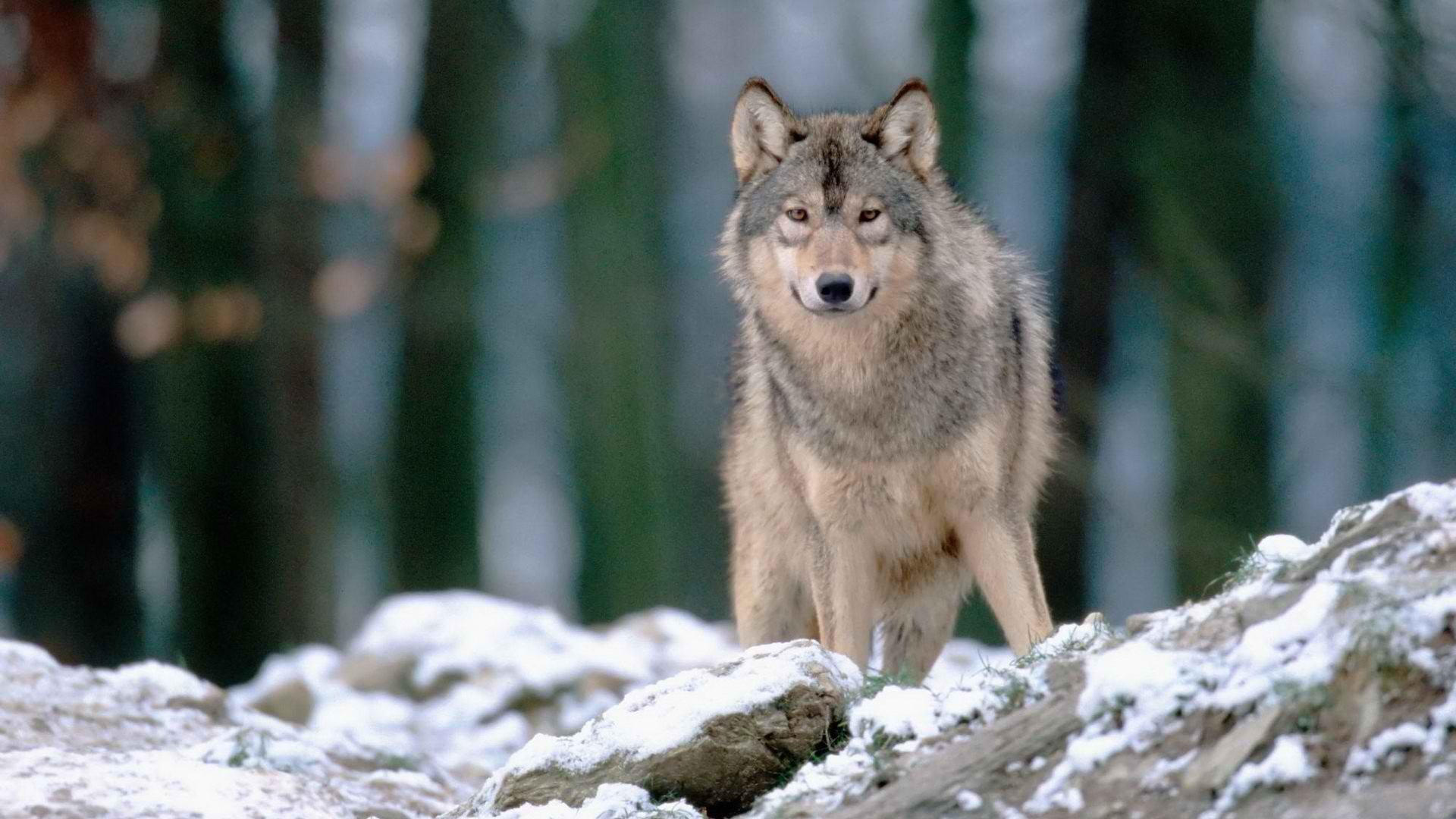 woods, wolves - desktop wallpaper