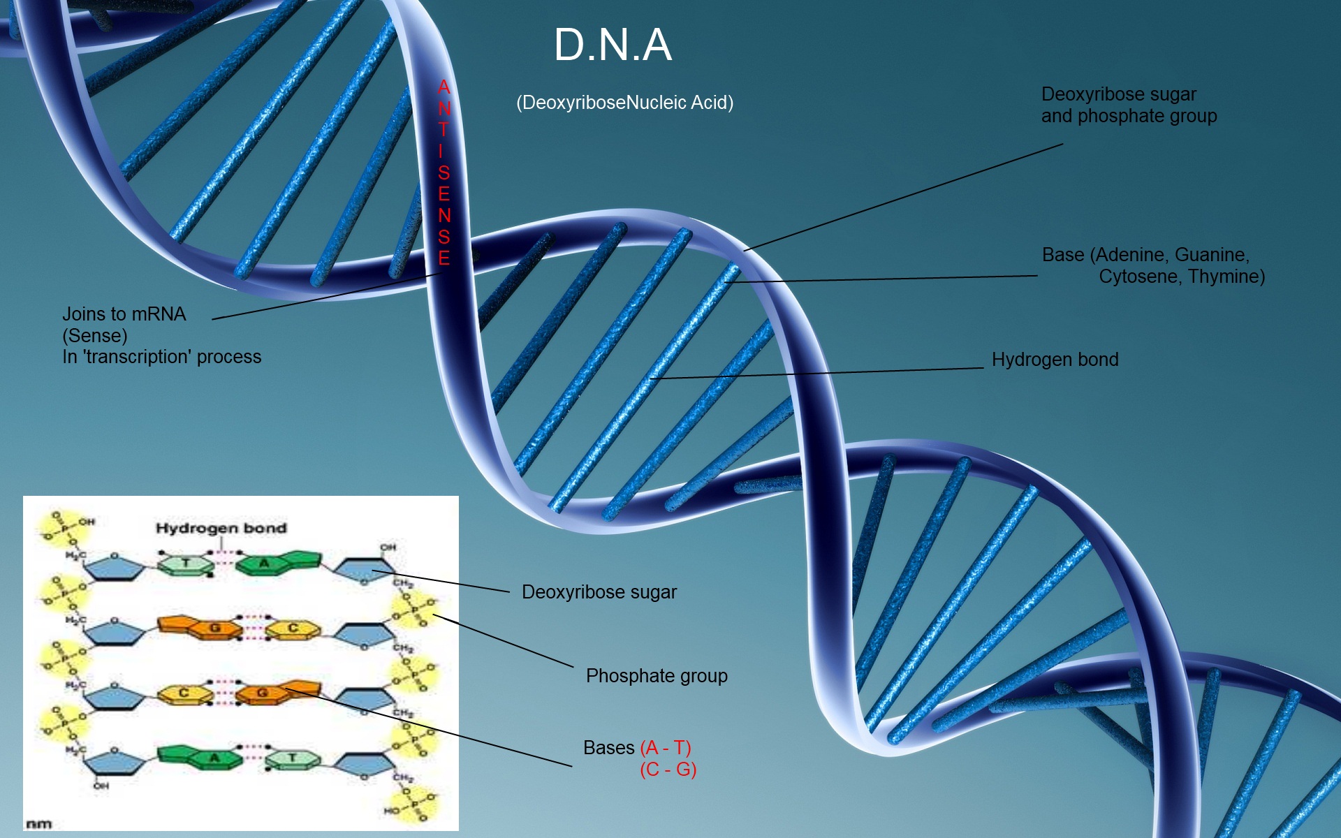 science, DNA - desktop wallpaper