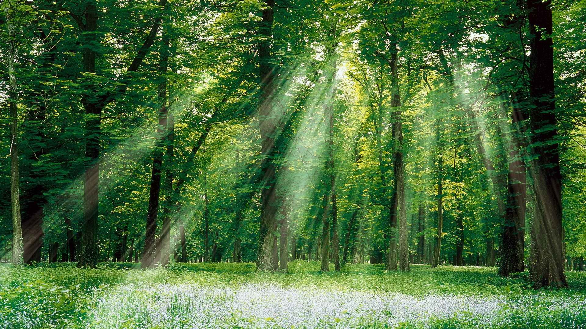 forests, sunlight, magical - desktop wallpaper