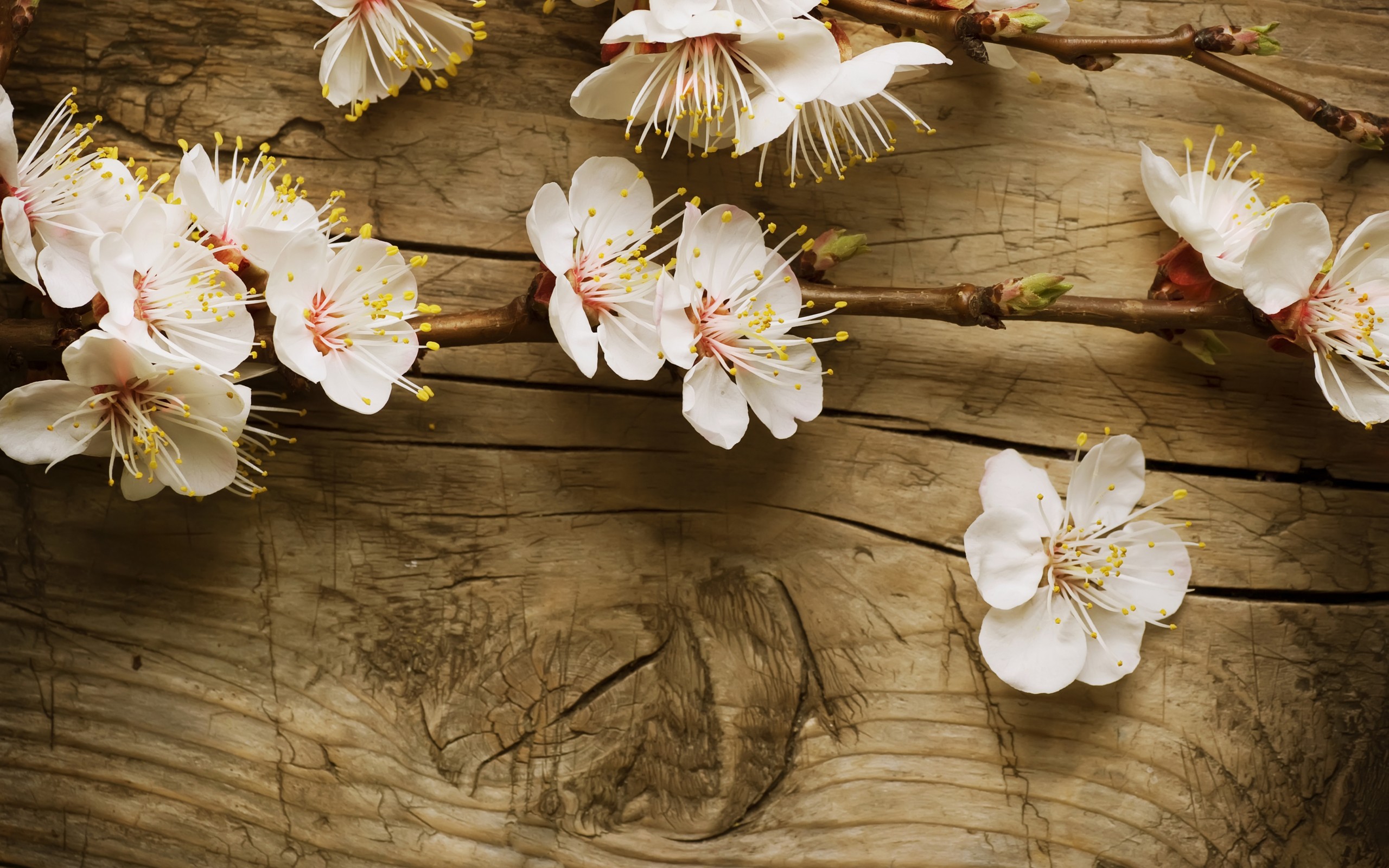 nature, wood, blossoms - desktop wallpaper