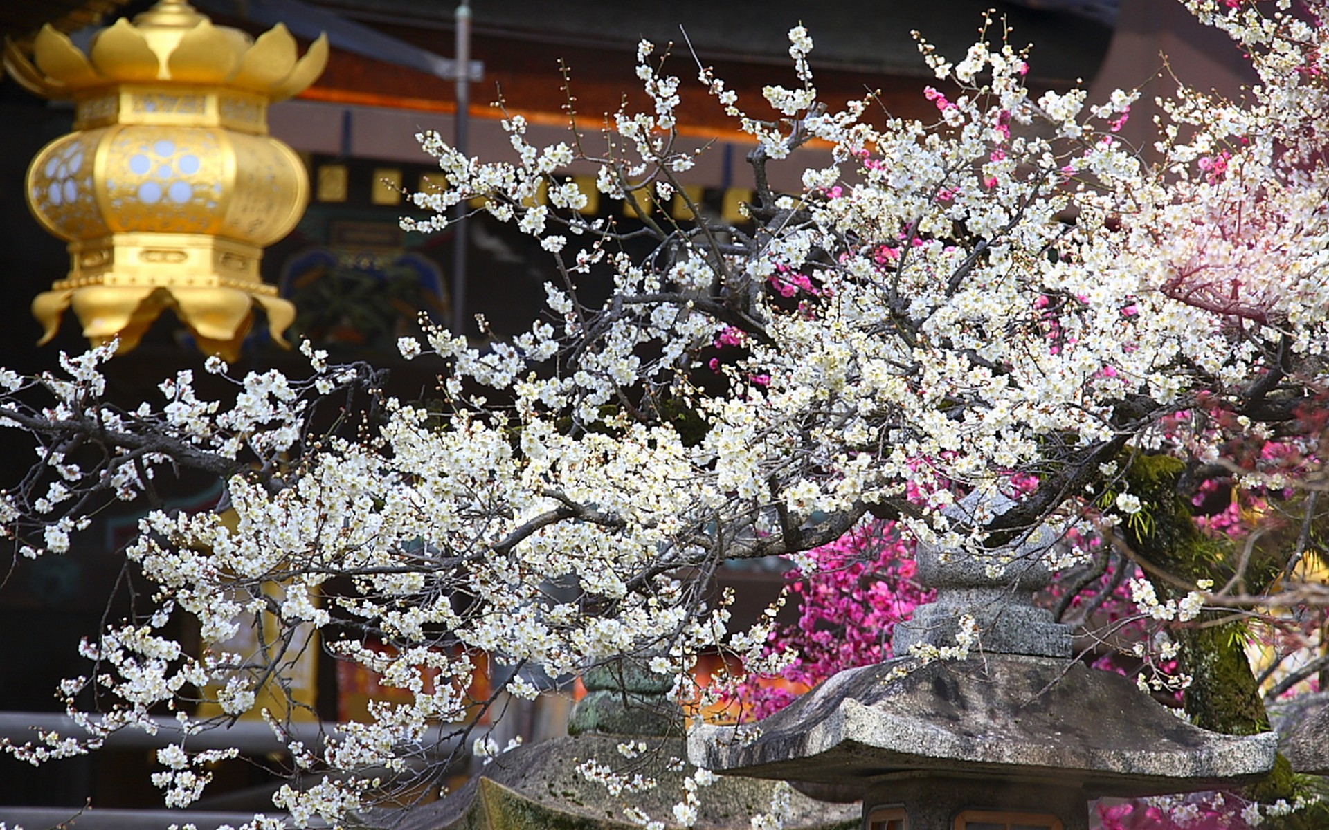 Japan, cherry blossoms, flowers, spring, Asian architecture, japanese lantern - desktop wallpaper