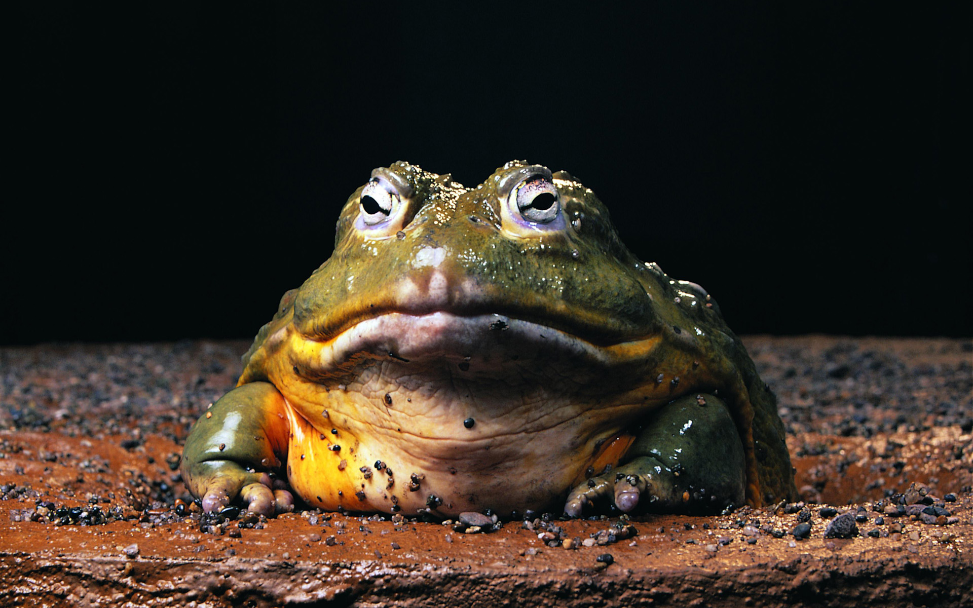 nature, animals, frogs, amphibians, bullfrogs - desktop wallpaper