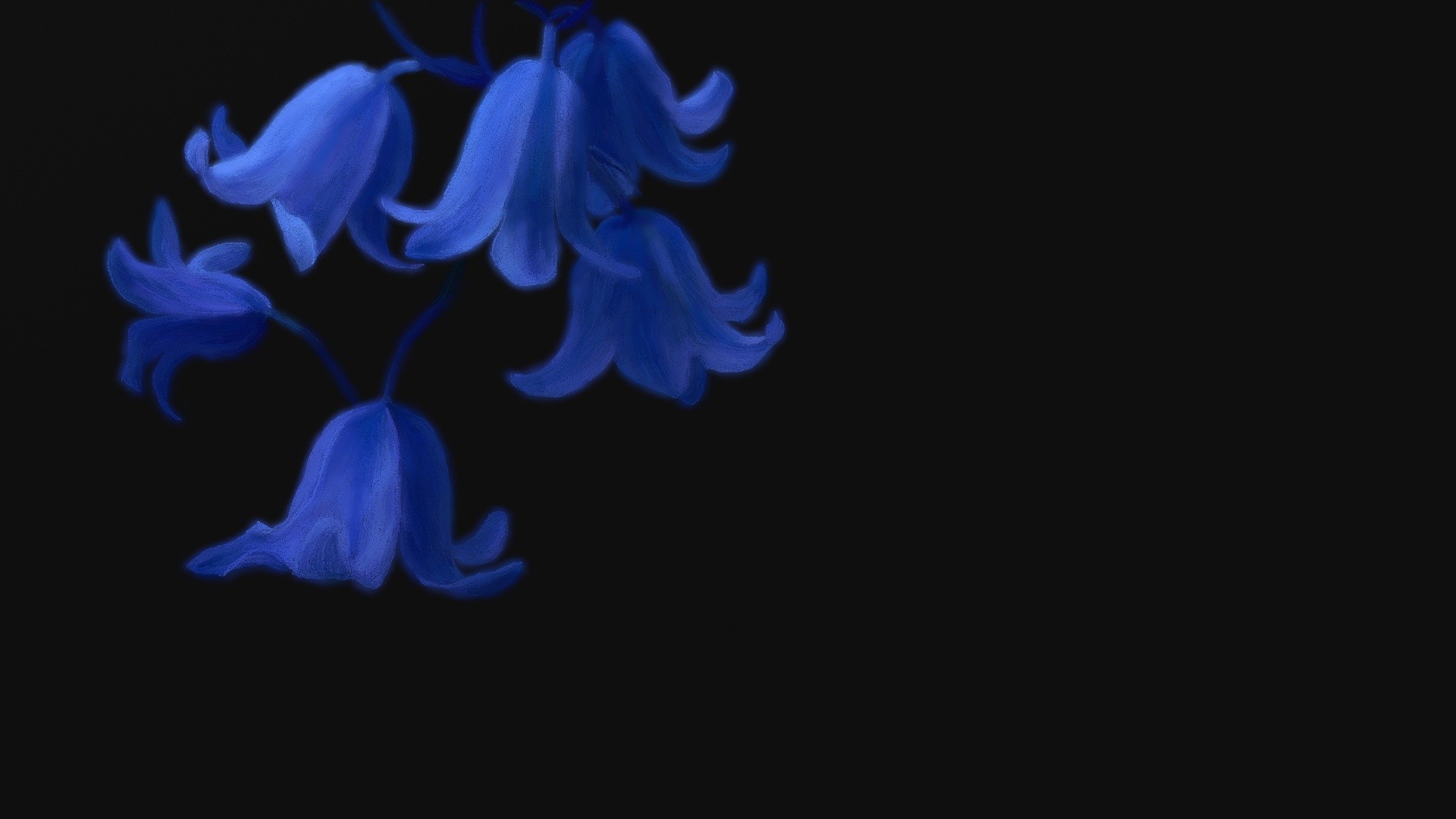 flowers, black background, blue flowers - desktop wallpaper