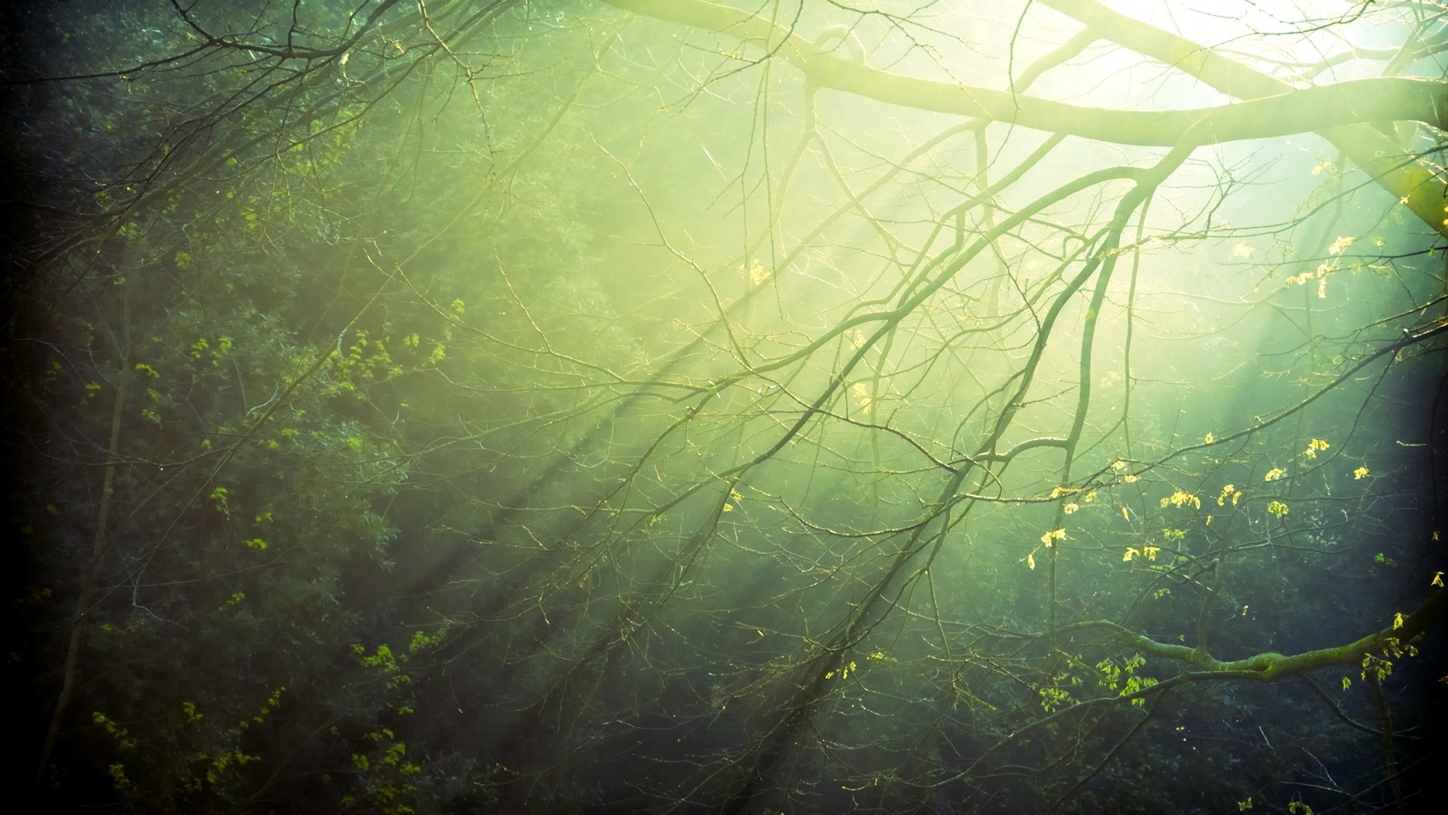 landscapes, nature, trees, forests, shadows, sunlight, branches - desktop wallpaper