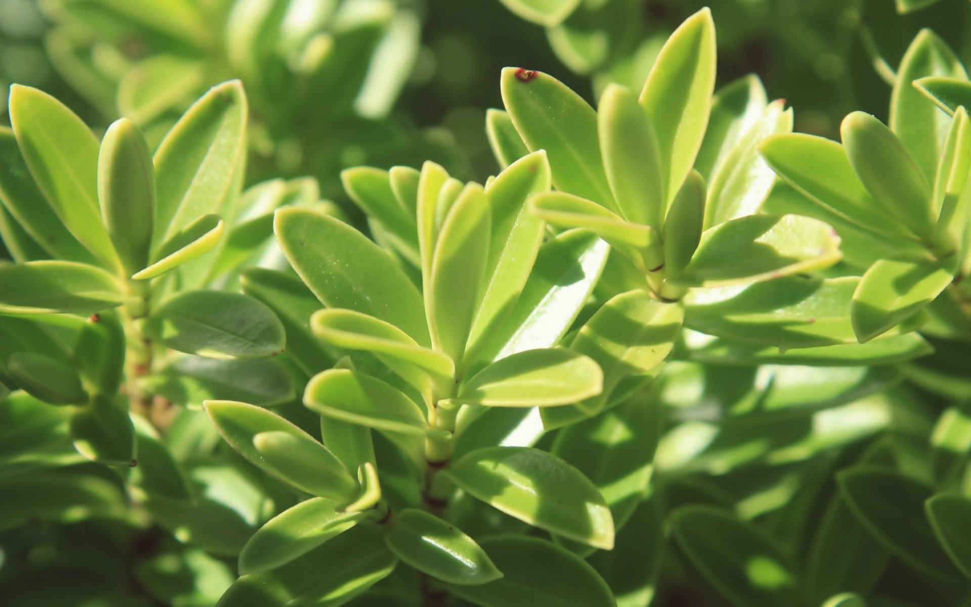 green, nature, plants - desktop wallpaper