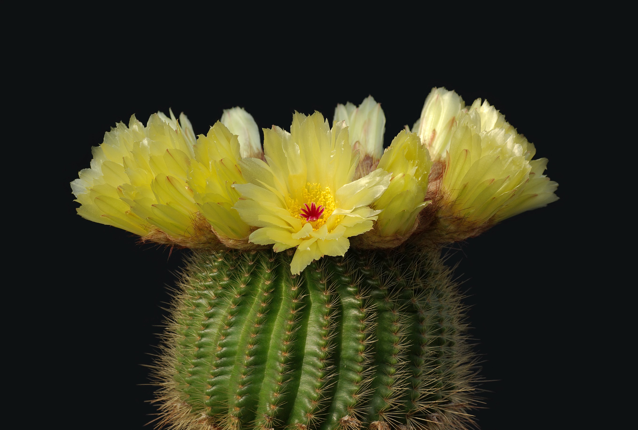 nature, flowers, plants, cactus, cactus flowers - desktop wallpaper