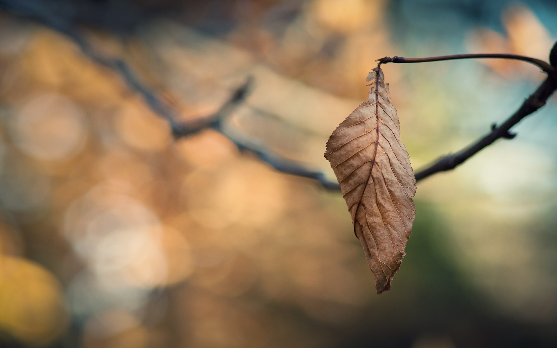close-up, nature, autumn, leaves, macro, depth of field - desktop wallpaper
