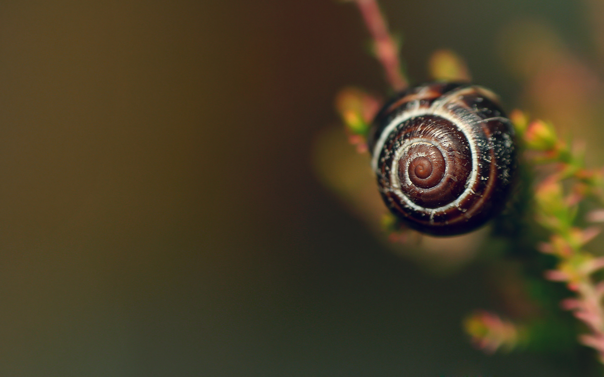 animals, snails, macro - desktop wallpaper