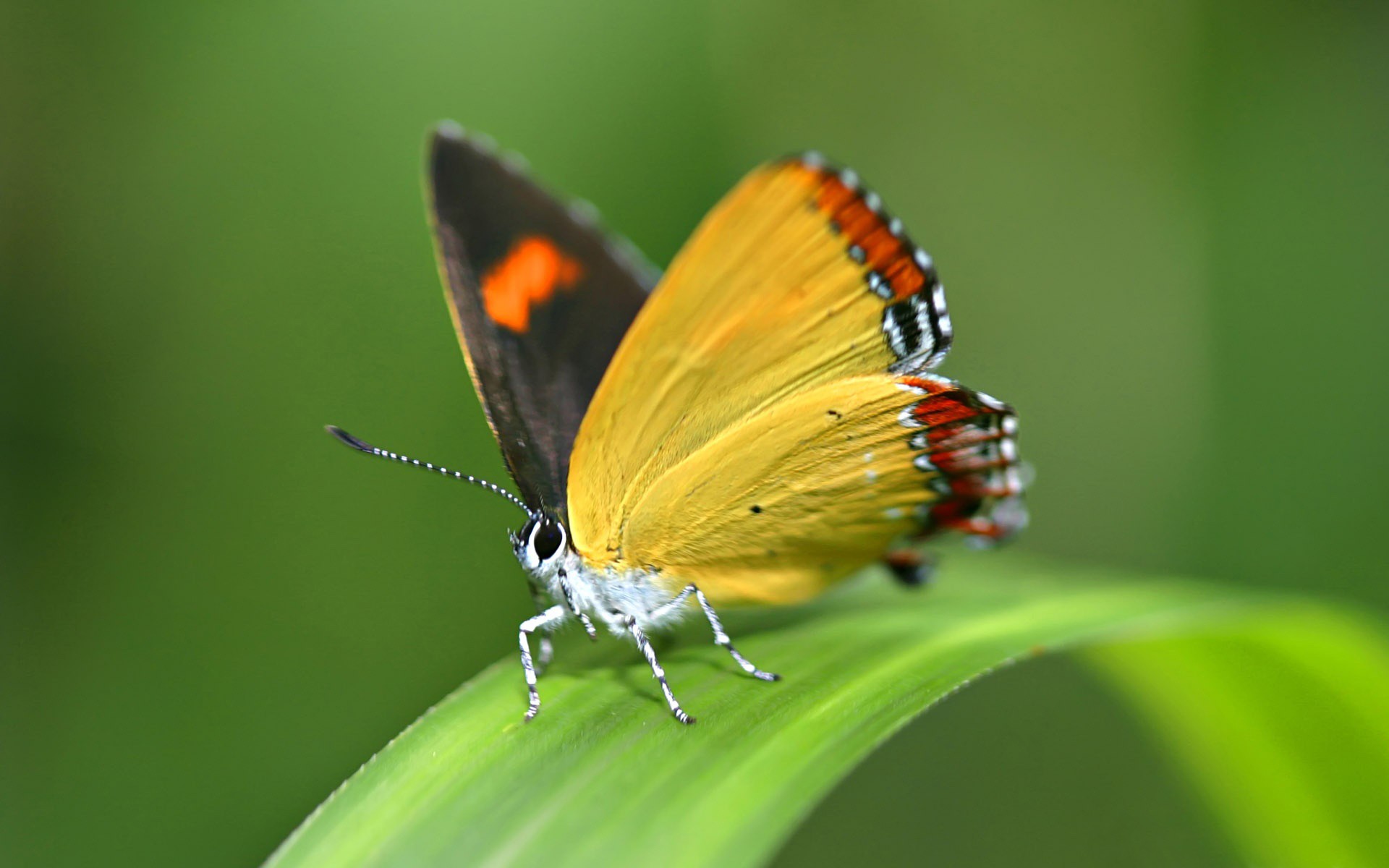 close-up, insects, butterflies - desktop wallpaper