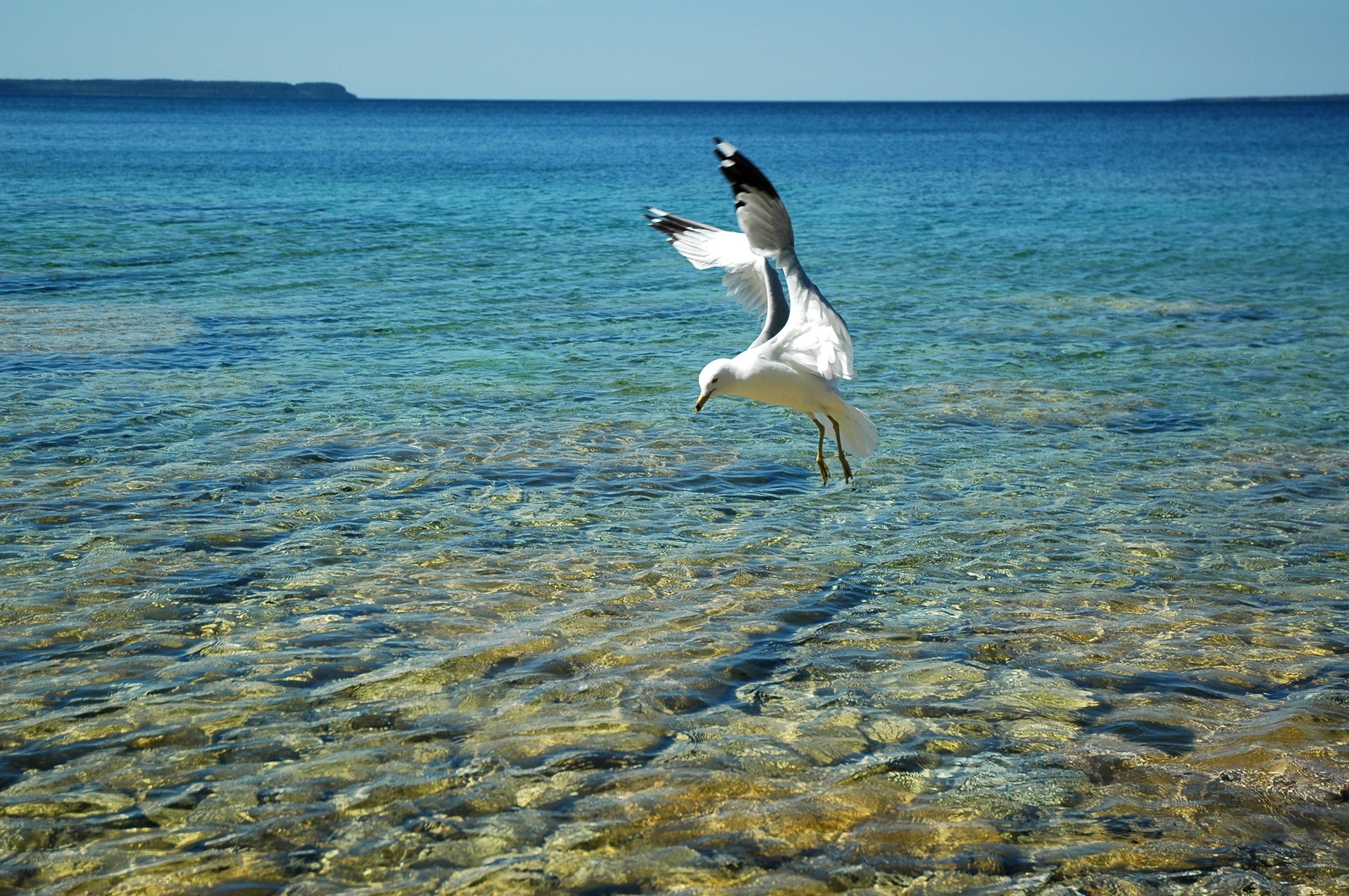 water, birds, animals, seagulls - desktop wallpaper