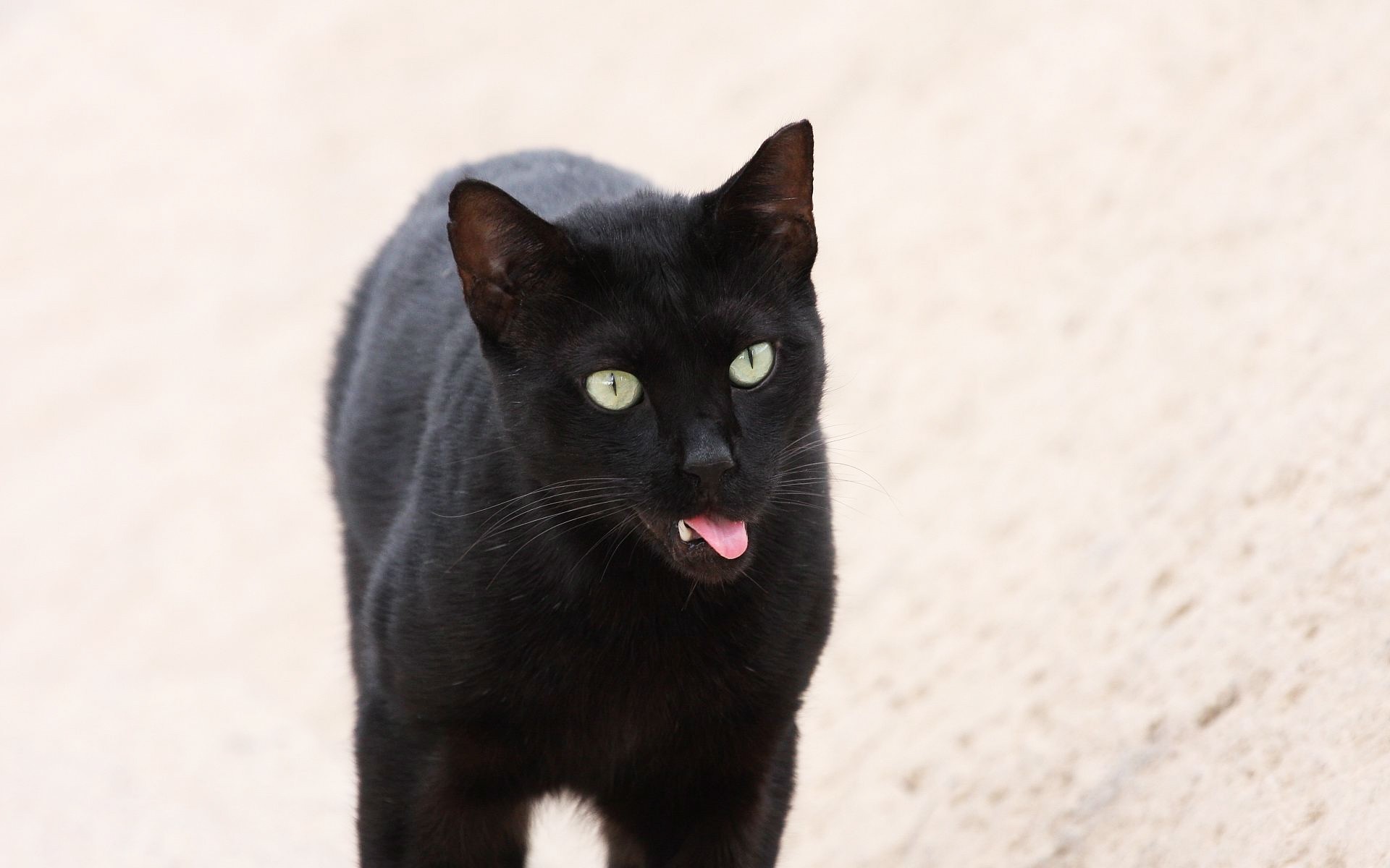 Черная кошка содержание. Бомбейская кошка. Бомбейская черная кошка. Британская Бомбейская кошка. Бомбейский Ориентал.