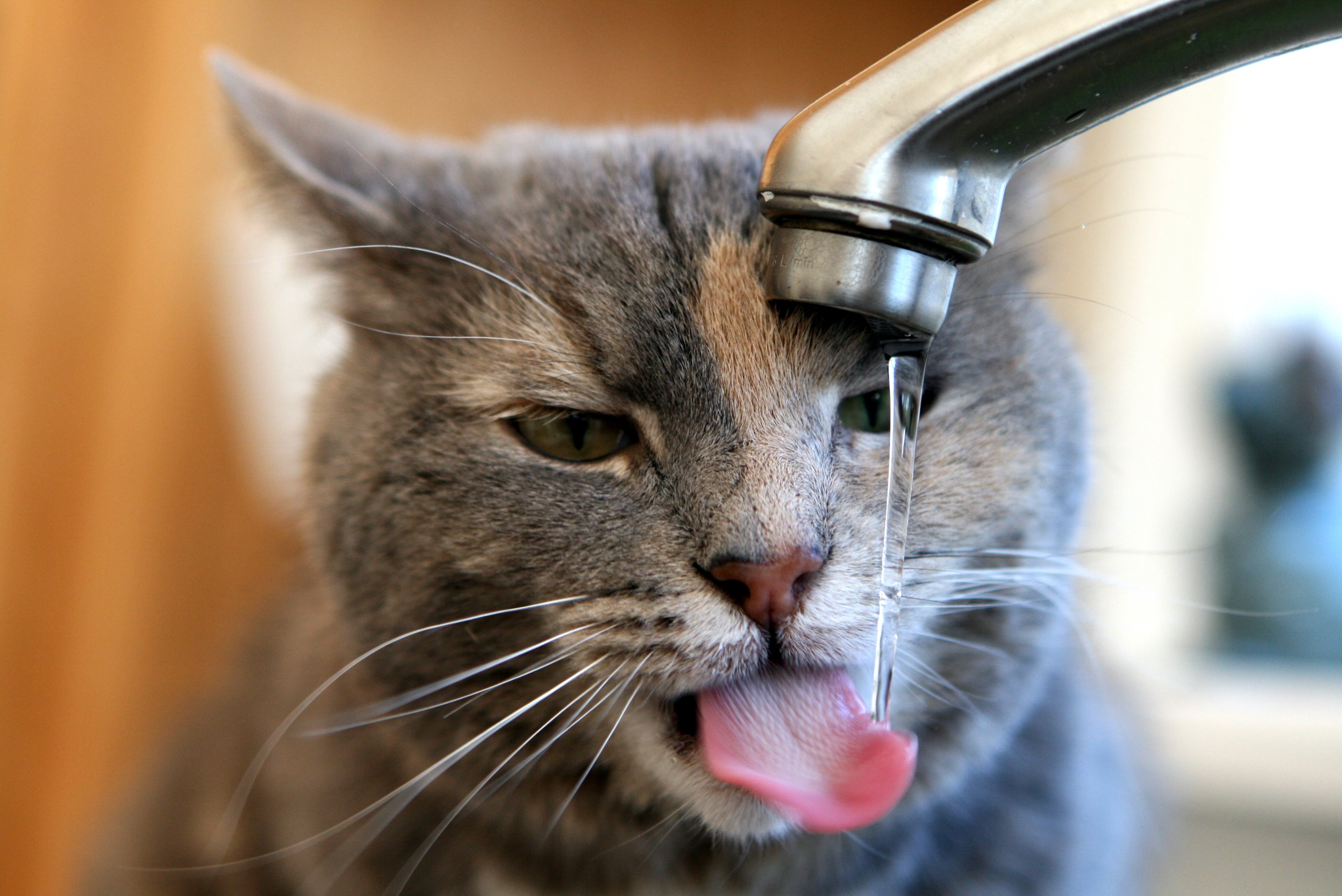 cats, animals, tongue, drinking, sinks - desktop wallpaper