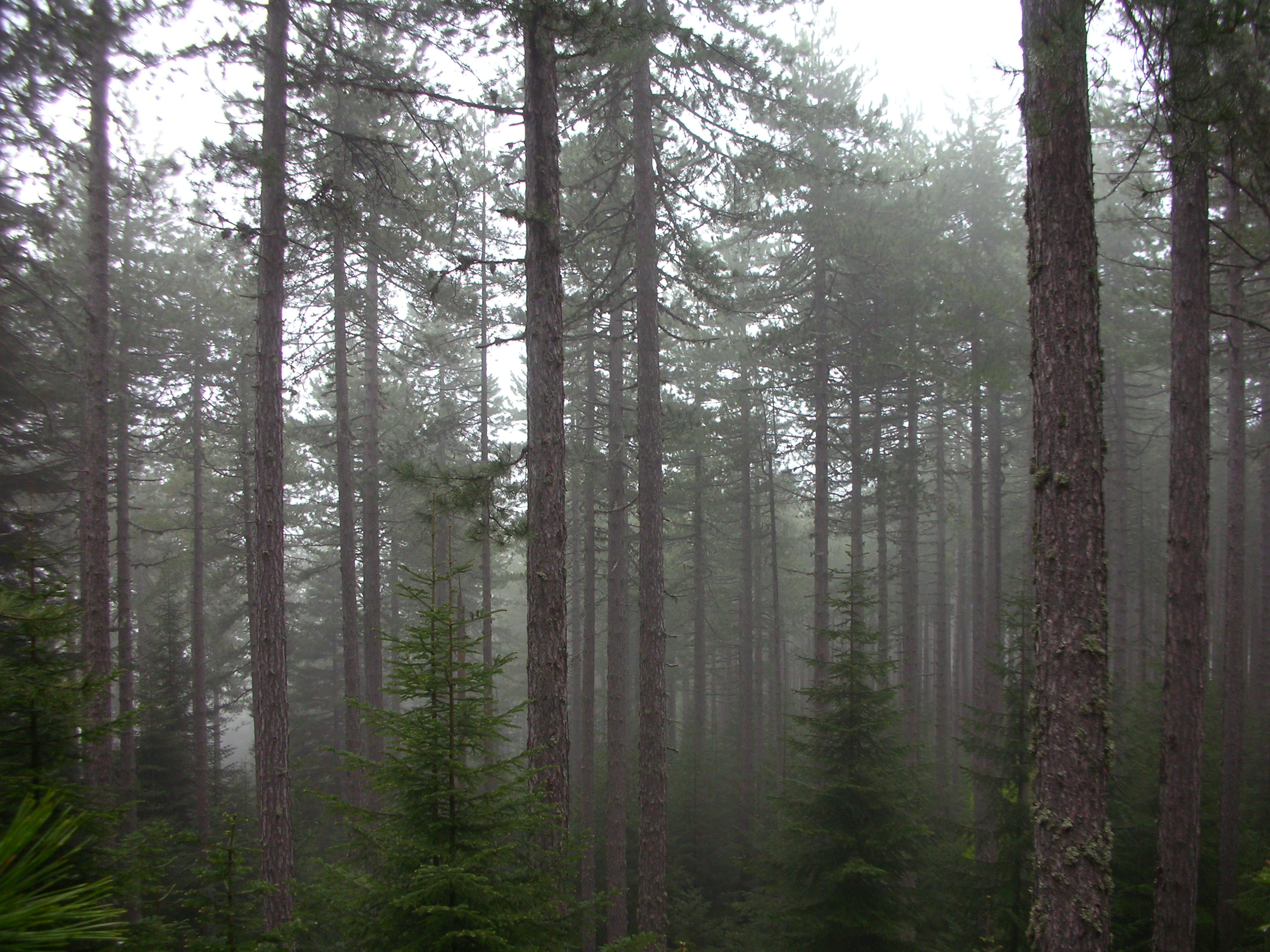 trees, forests, fog, mist - desktop wallpaper