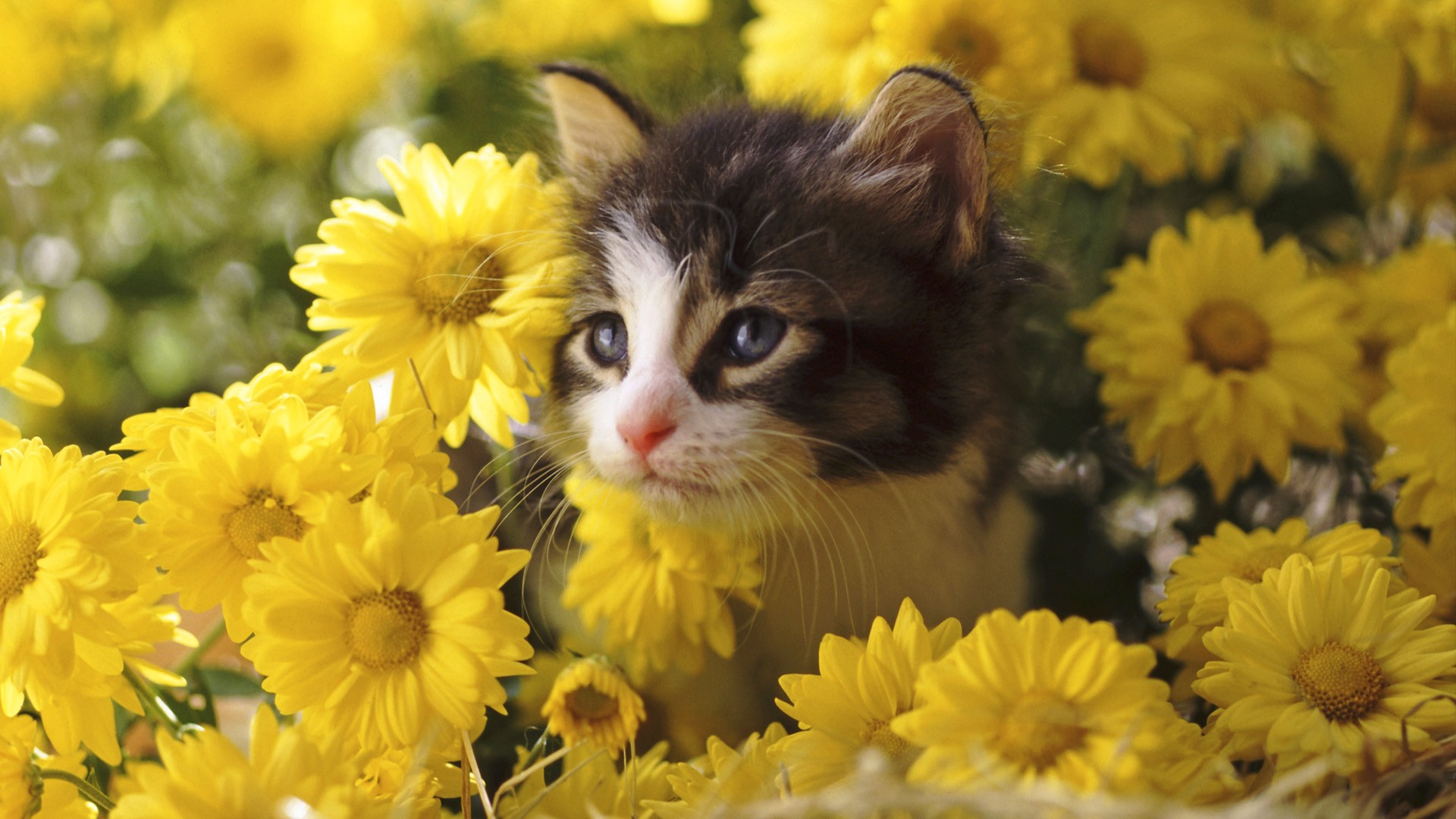 flowers, cats, kittens - desktop wallpaper