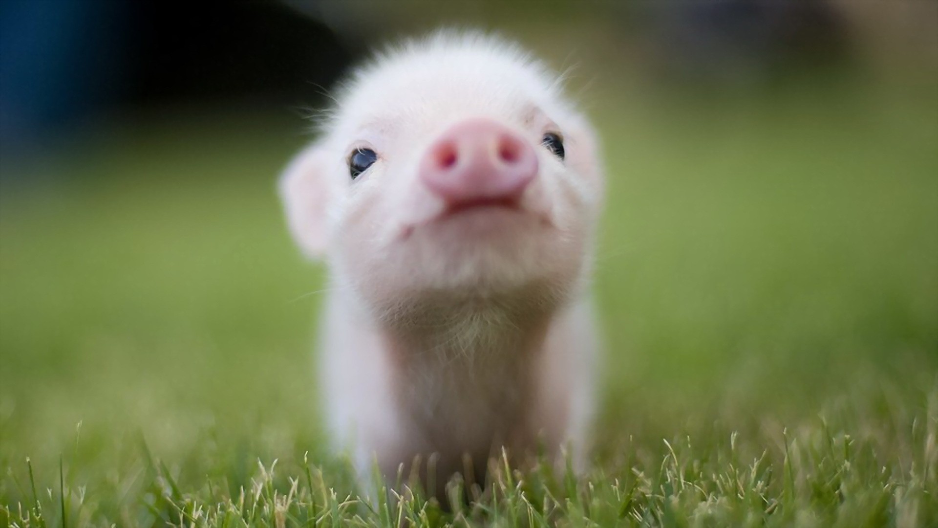 animals, grass, pigs, piglets - desktop wallpaper