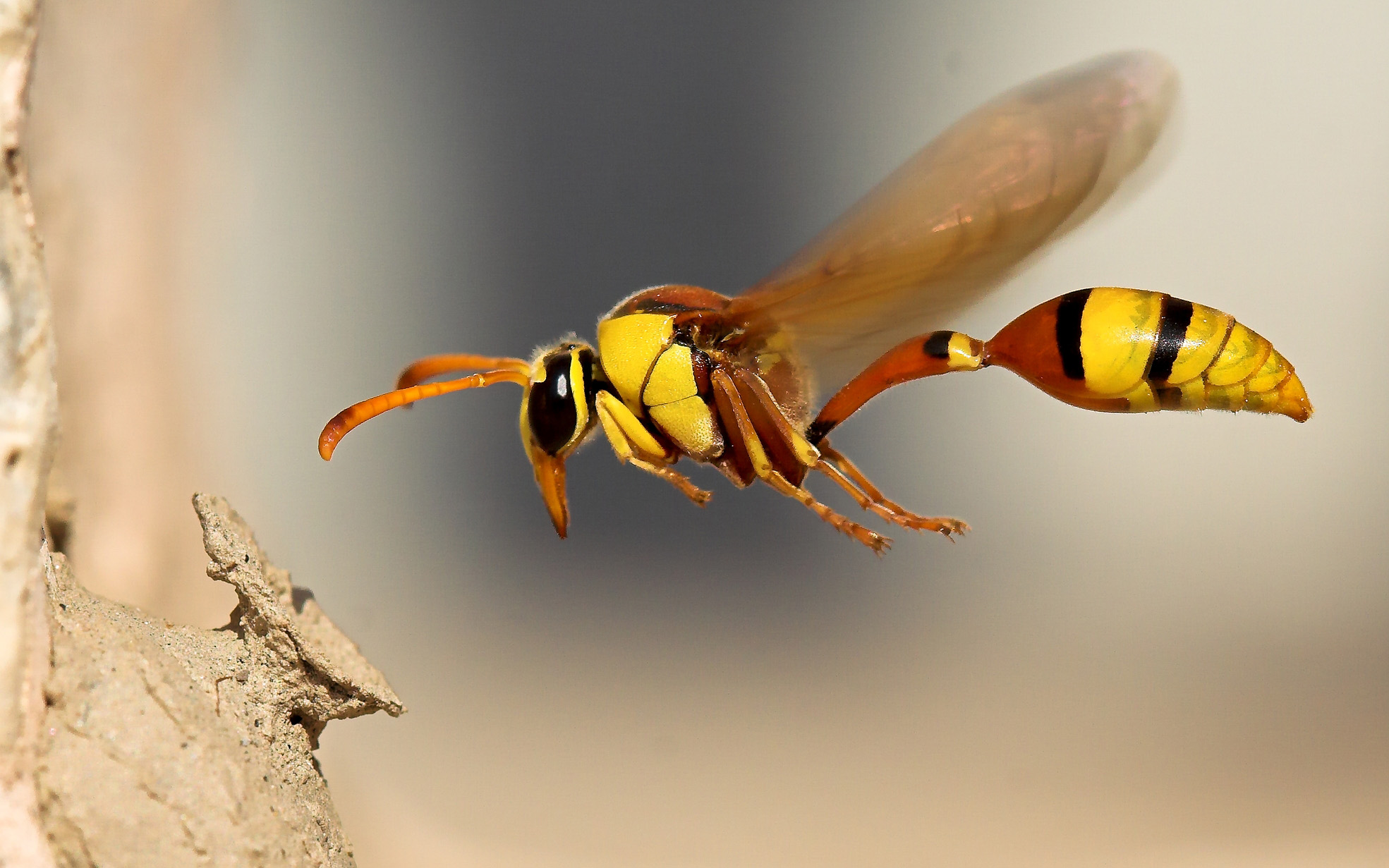 nature, flying, insects, wasp - desktop wallpaper