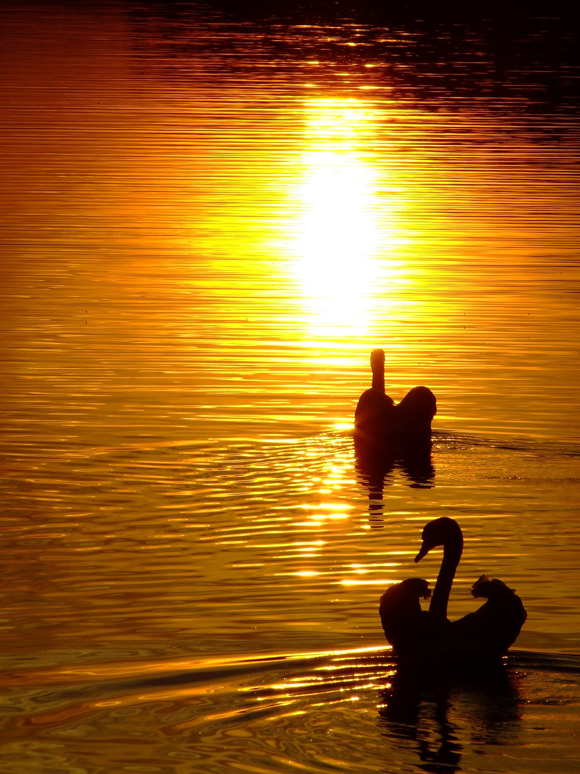nature, swans, lakes - desktop wallpaper