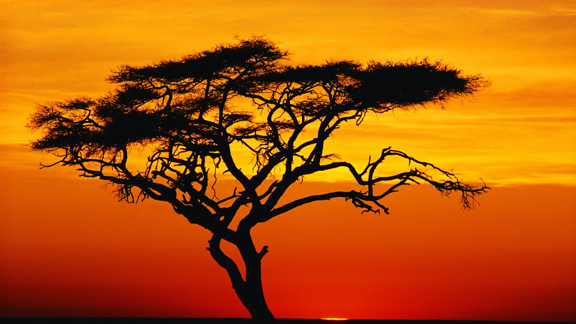 sunset, trees - desktop wallpaper