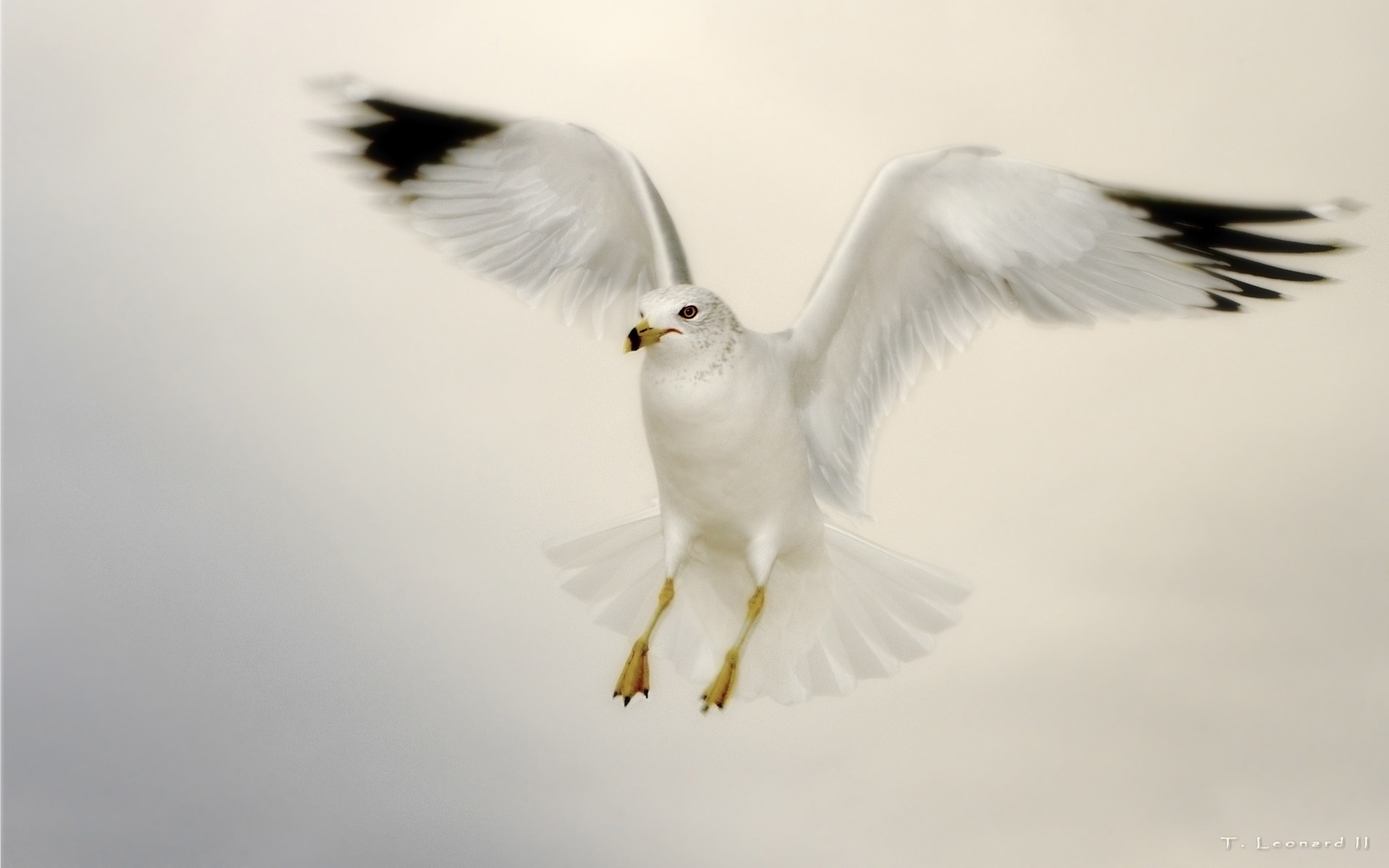 birds, seagulls - desktop wallpaper