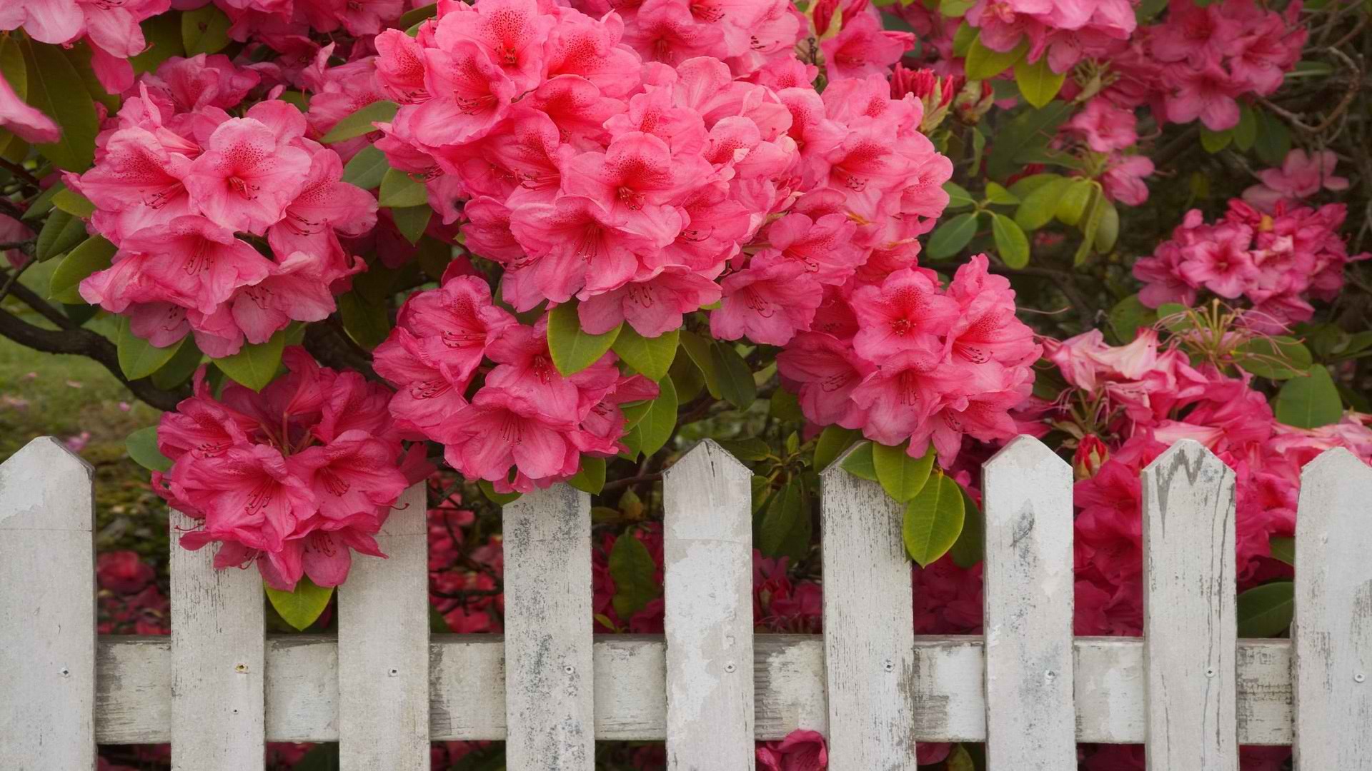 fences, Oregon, picket fence - desktop wallpaper