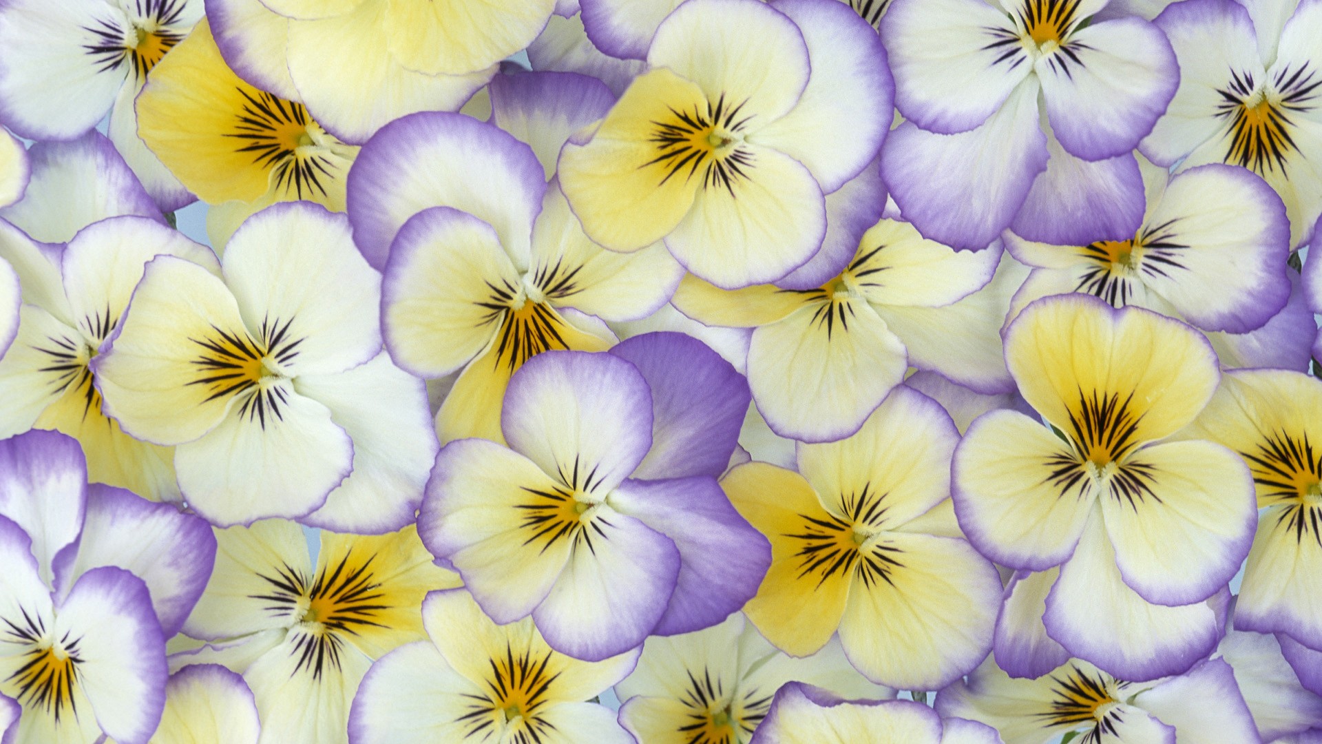 flowers, pansies - desktop wallpaper