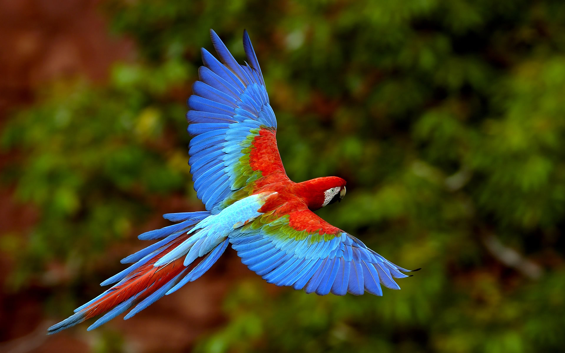 multicolor, birds, parrots, Scarlet Macaws, Macaw - desktop wallpaper