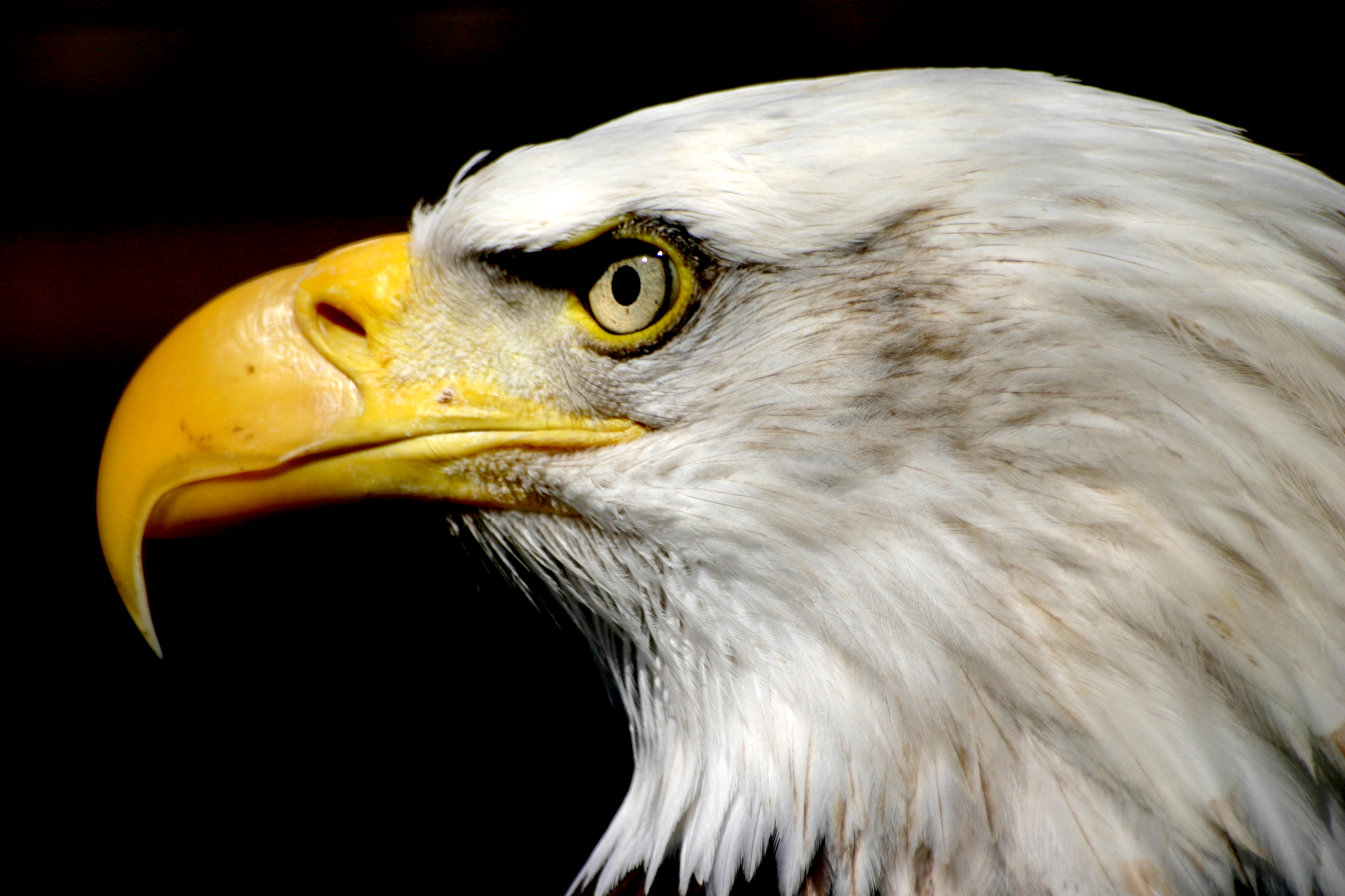 birds, animals, eagles, bald eagles - desktop wallpaper