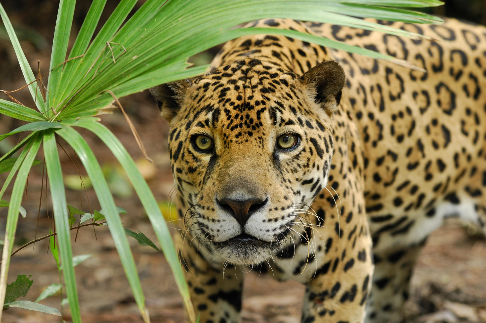animals, jaguars, palm leaves - desktop wallpaper