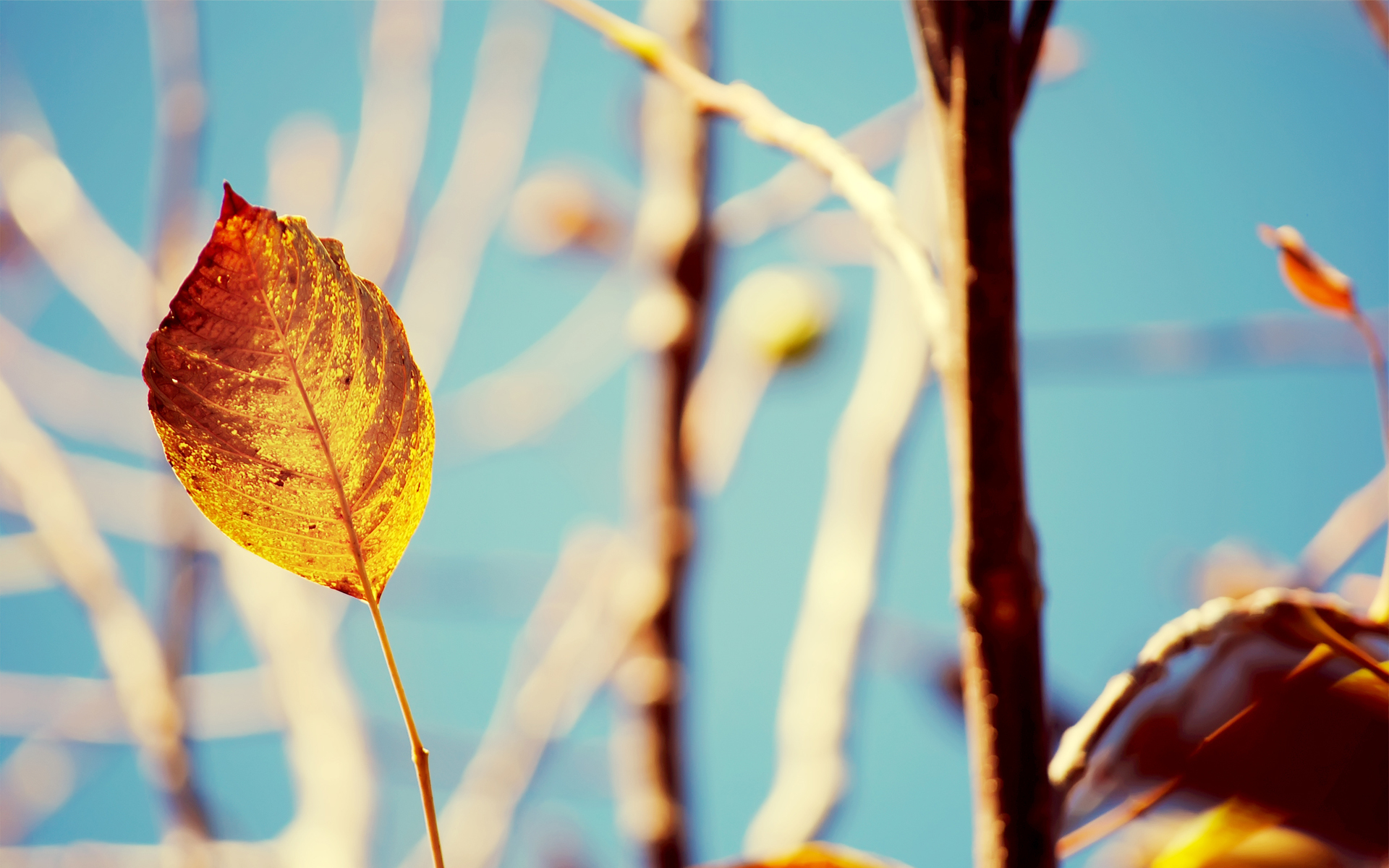 nature, autumn, leaves, blurred background - desktop wallpaper