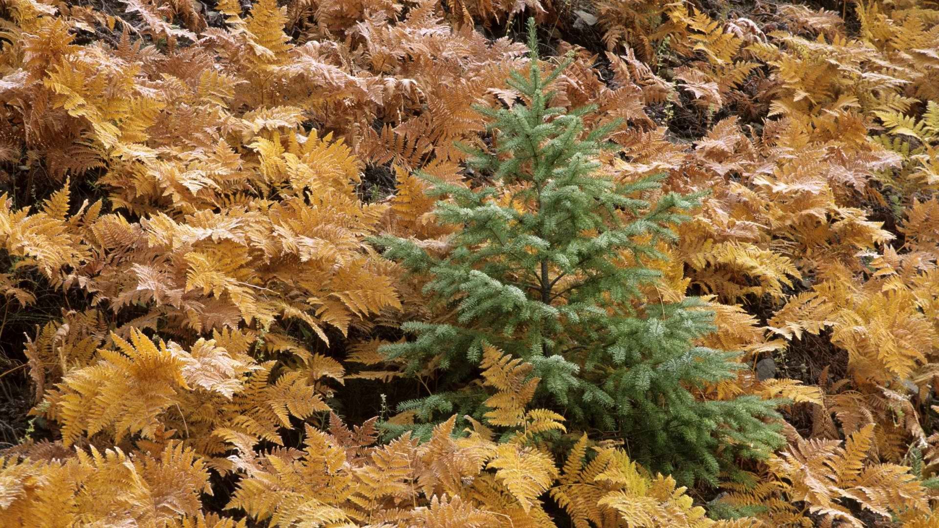 autumn, young, ferns, fir, National Park, Washington, Mount - desktop wallpaper