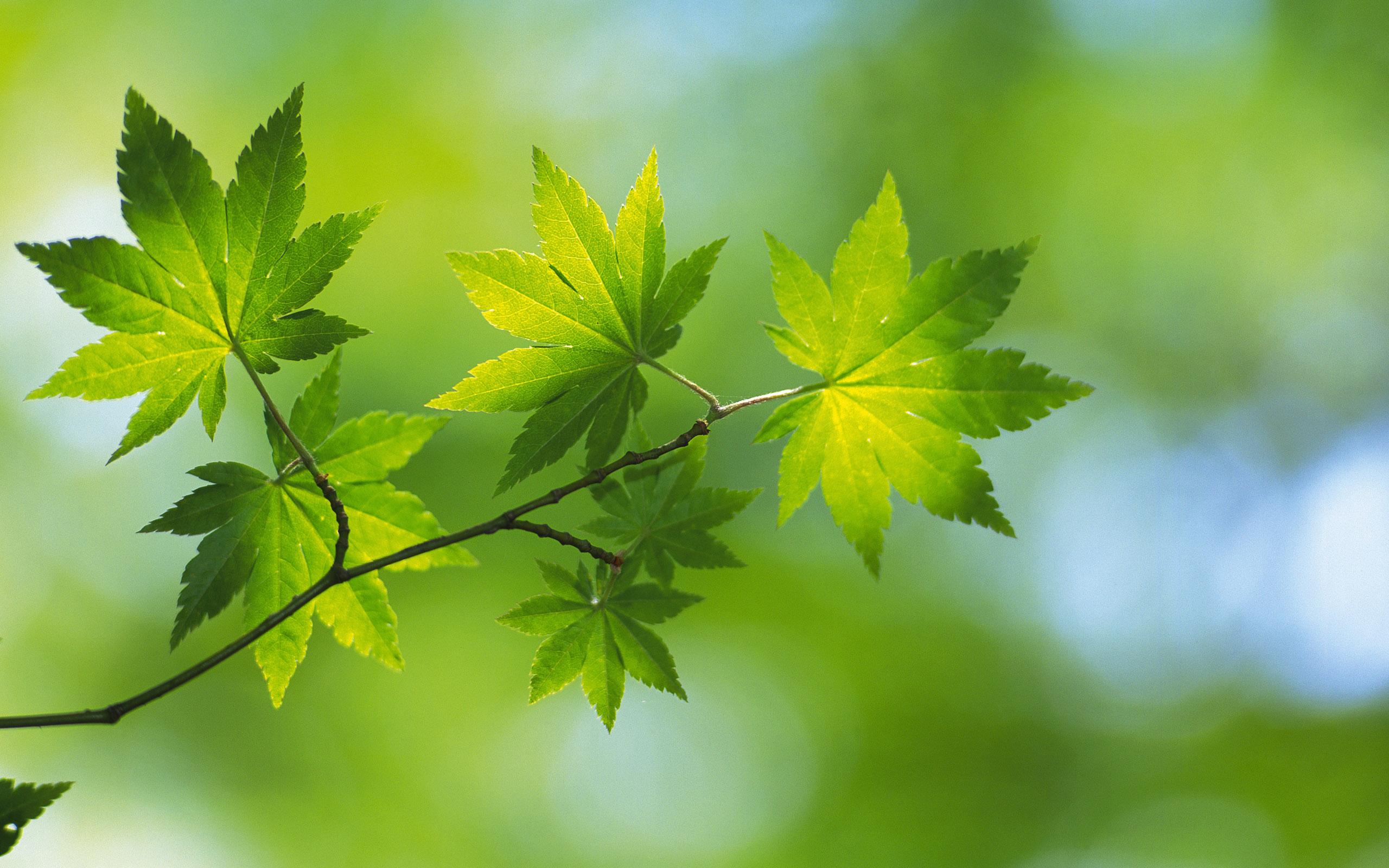 nature, leaf, leaves, plants - desktop wallpaper