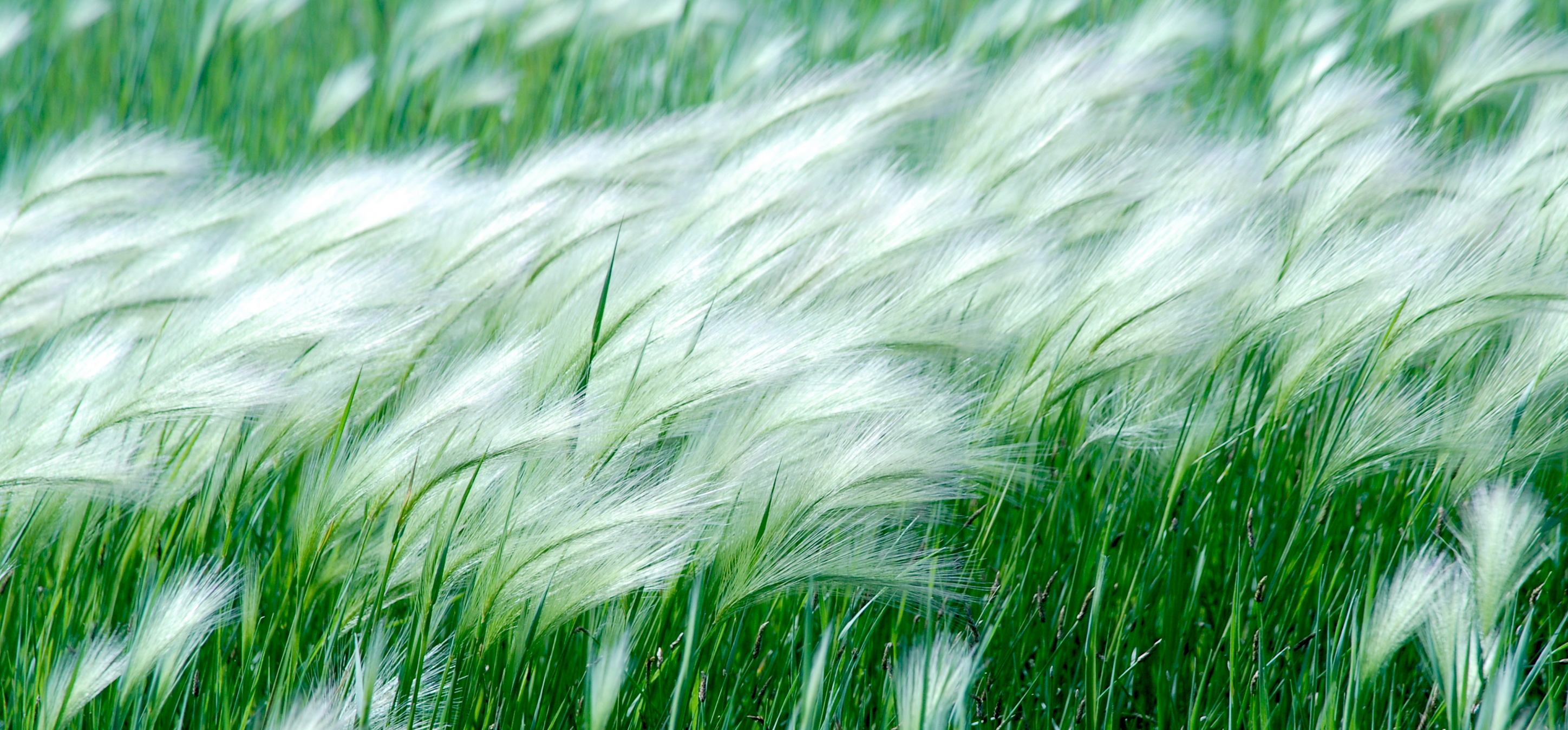 nature, grass, plants - desktop wallpaper