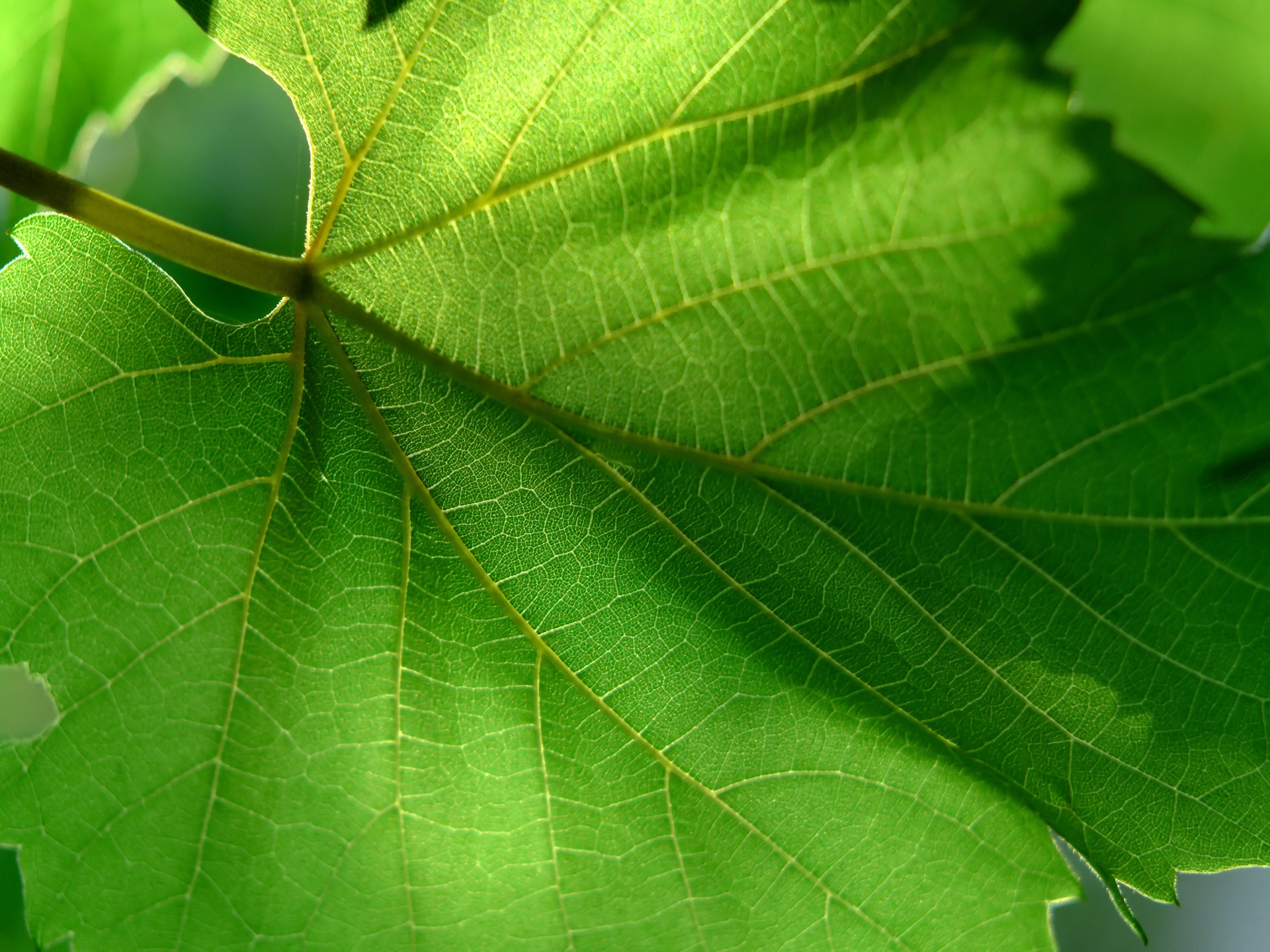 close-up, leaves, plants - desktop wallpaper