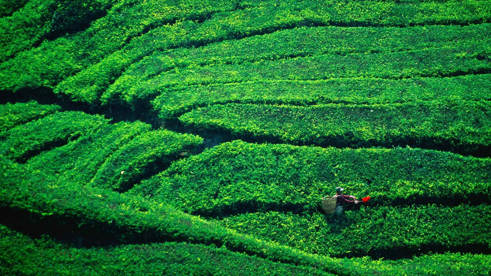 tea, Malaysia, plantation, Highlands - desktop wallpaper