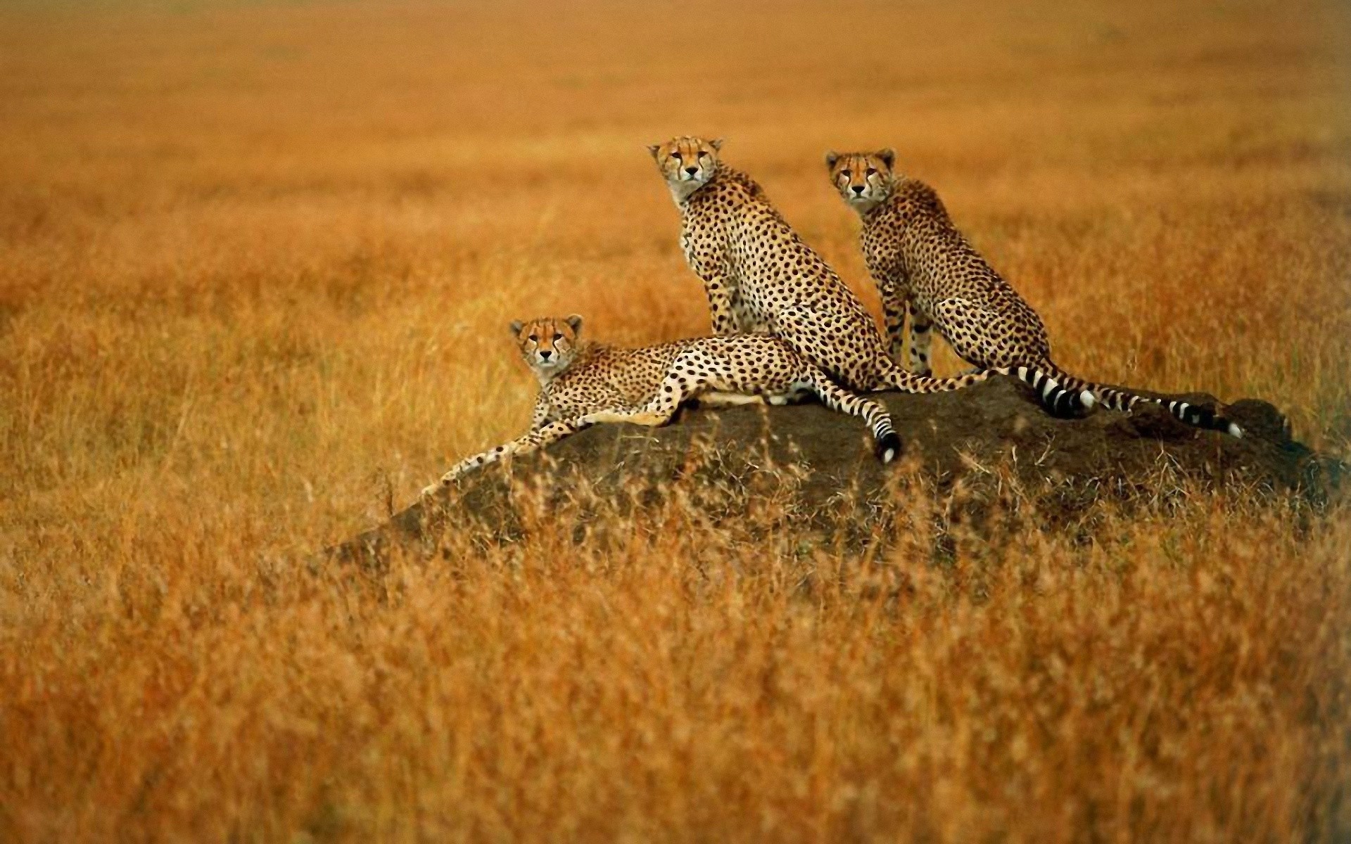 animals, cheetahs, wild cats, savanna - desktop wallpaper