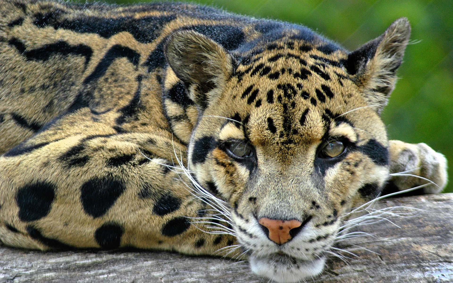 feline, clouded leopards - desktop wallpaper