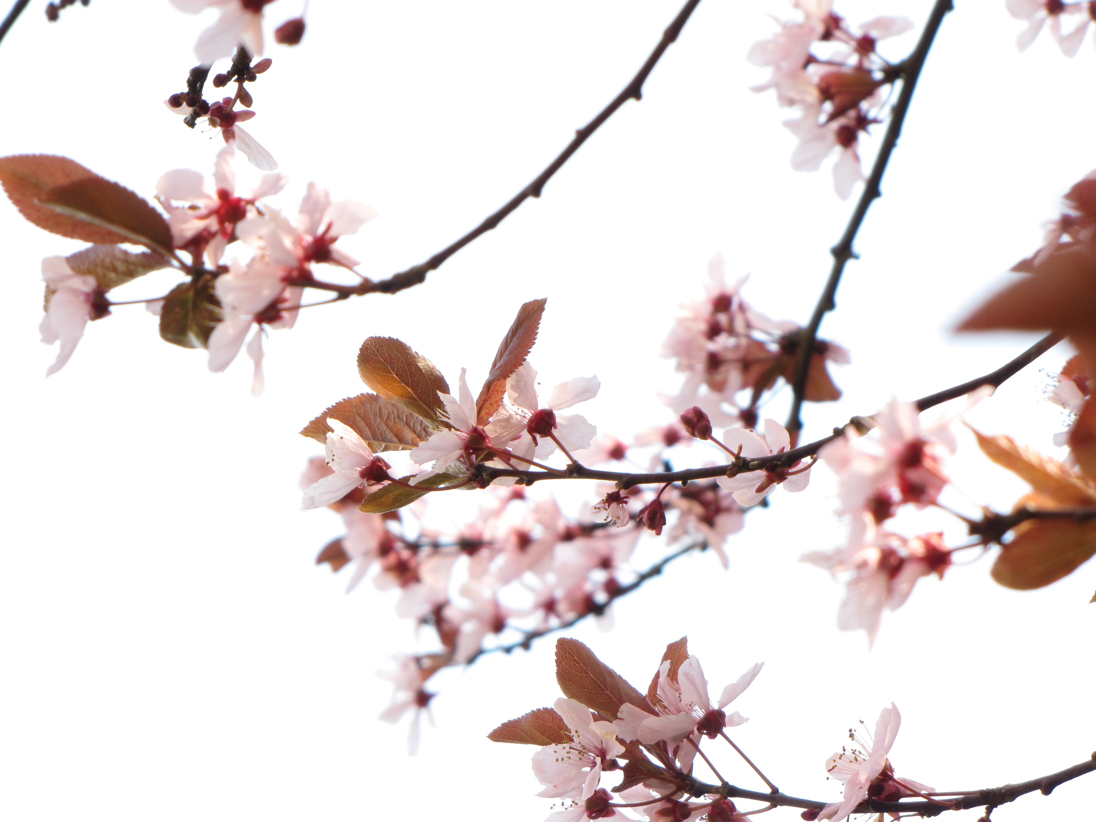 nature, cherry blossoms, flowers, pink, plants - desktop wallpaper
