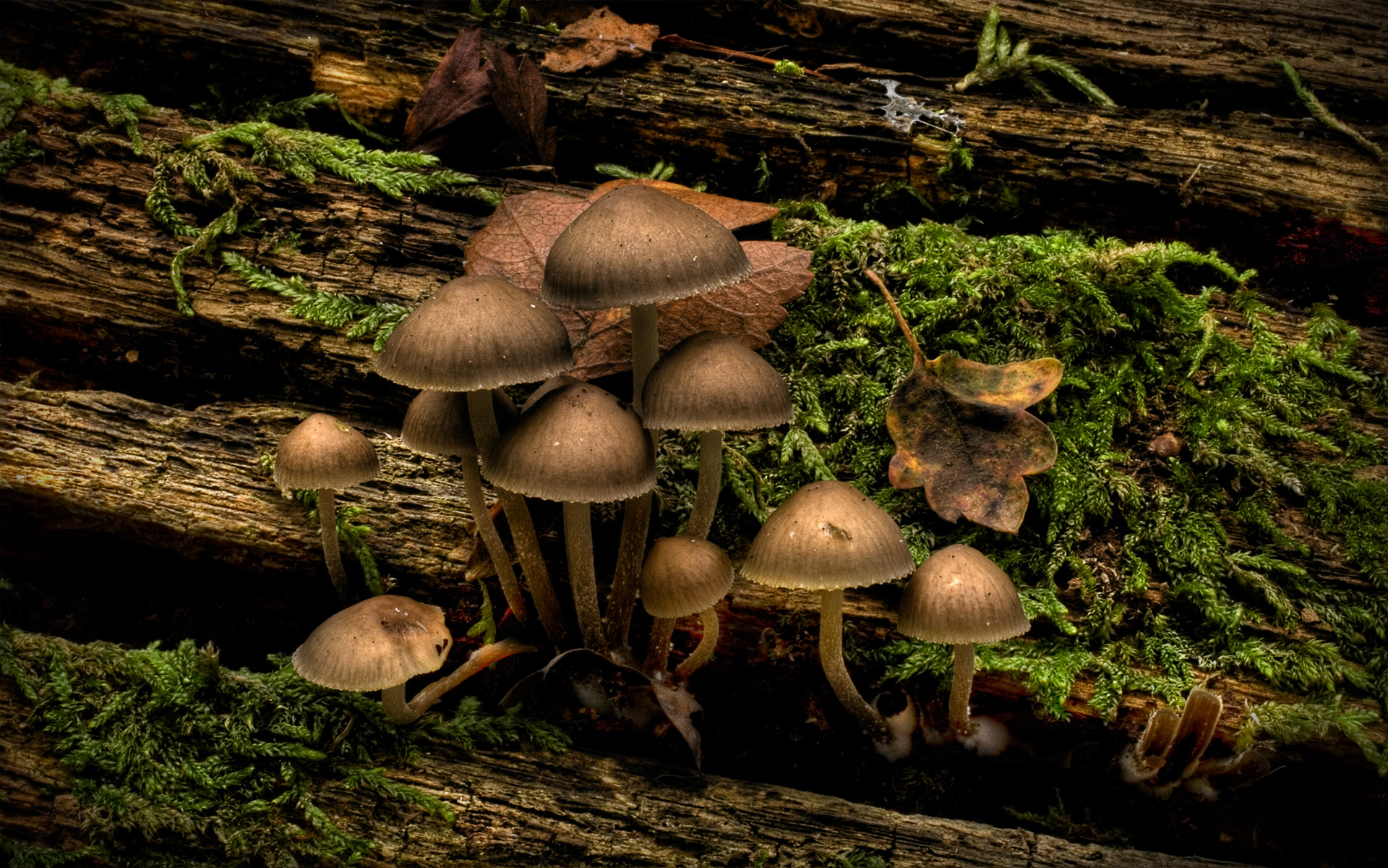 nature, dark, mushrooms, fungi - desktop wallpaper