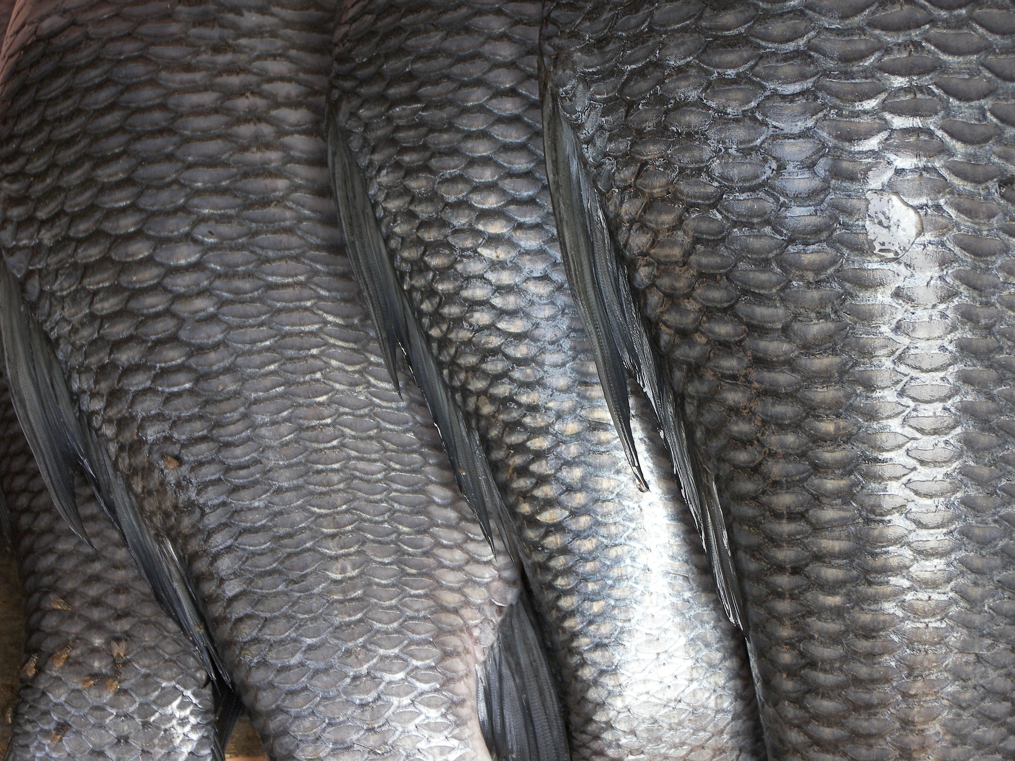fish, scales - desktop wallpaper