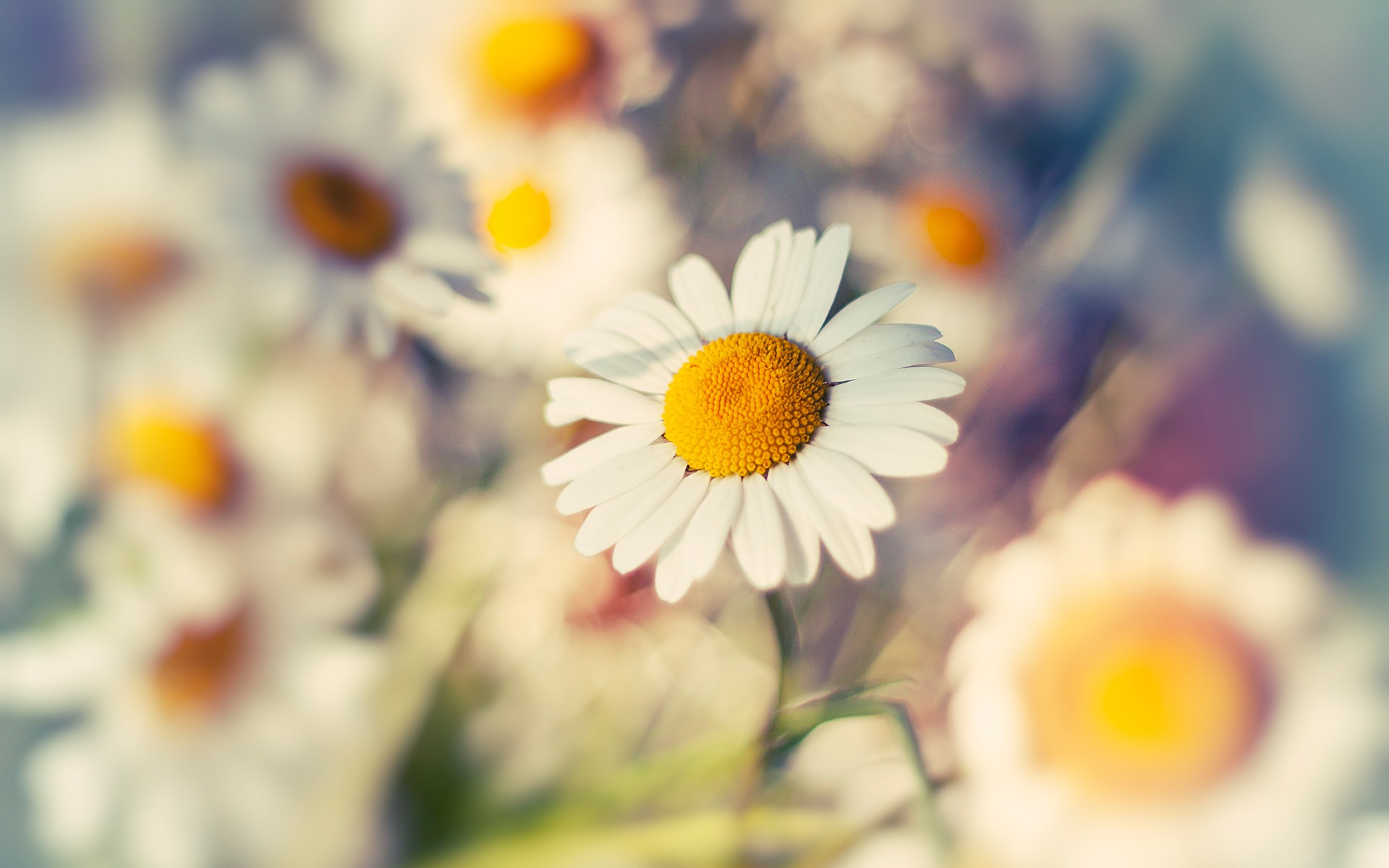 nature, flowers, depth of field, white flowers, daisies - desktop wallpaper