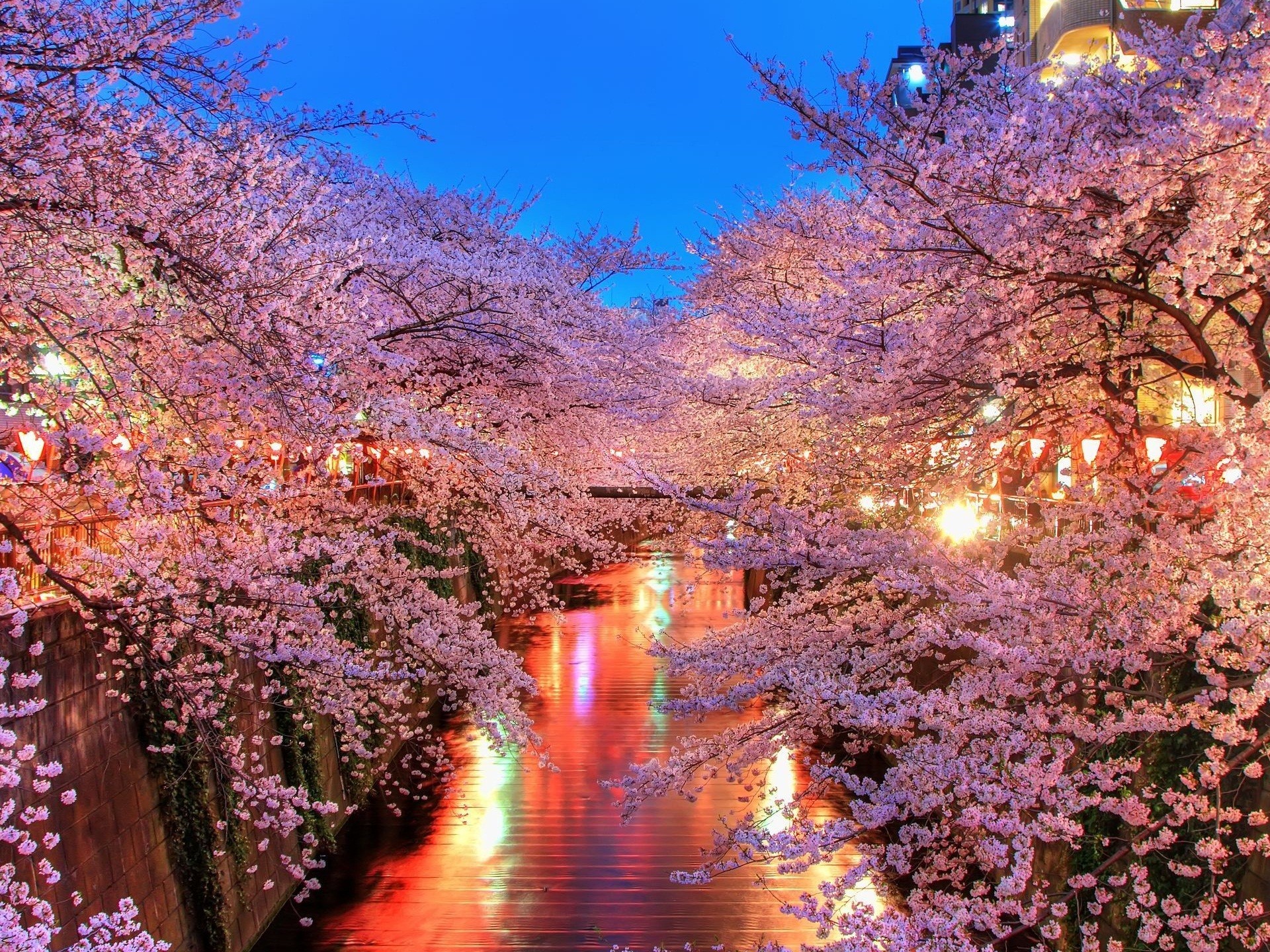 cherry blossoms, trees, pink - desktop wallpaper